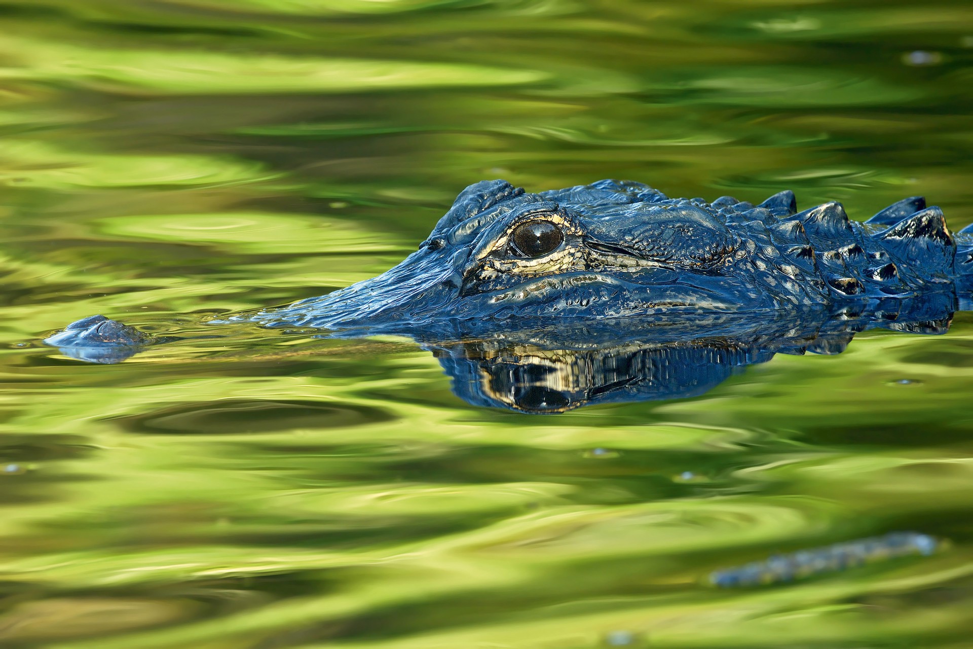 Florida Gator by Carlton Ward Jr