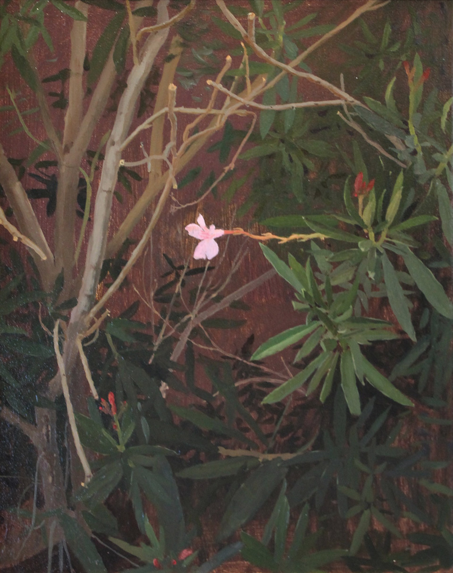 Oleander Blossom by Spencer Simmons