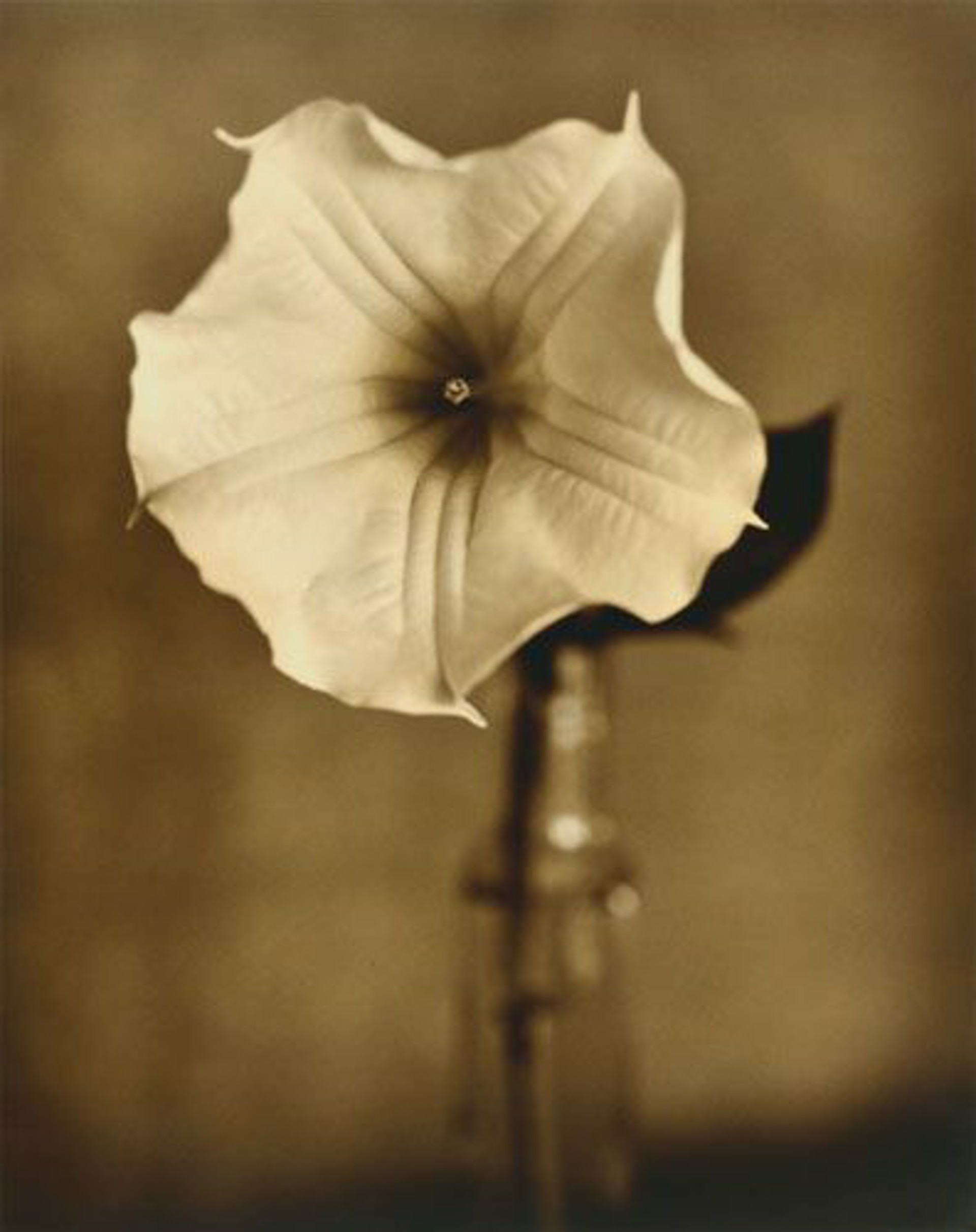 Angel's Trumpet by Jan Gauthier