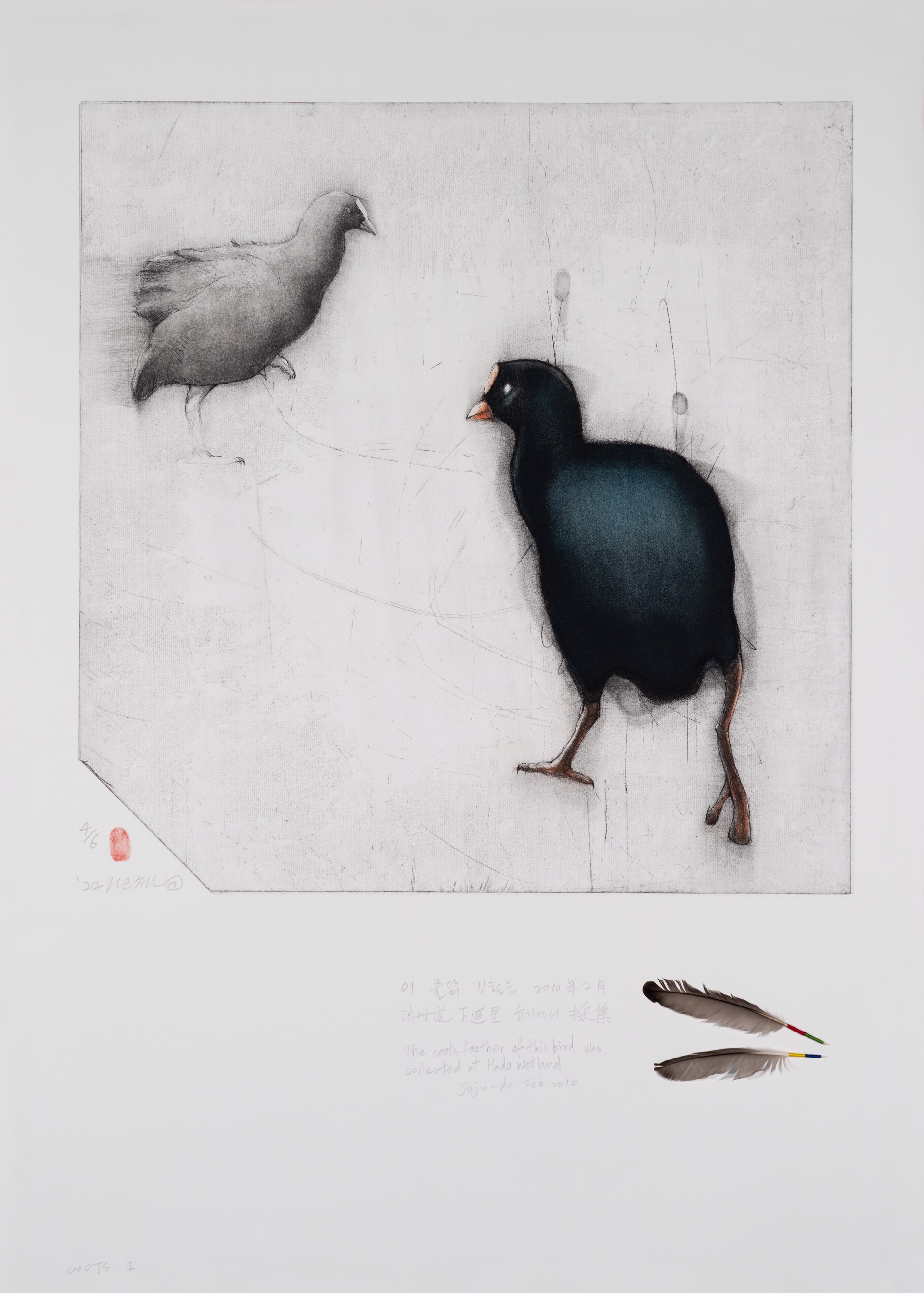 Coots I by Gilchun Koh