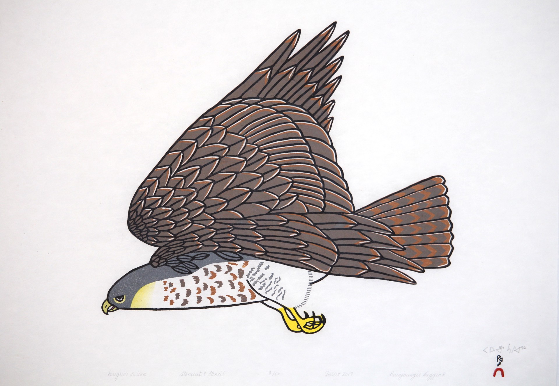 Peregrine Falcon by Pauojoungie Saggiak