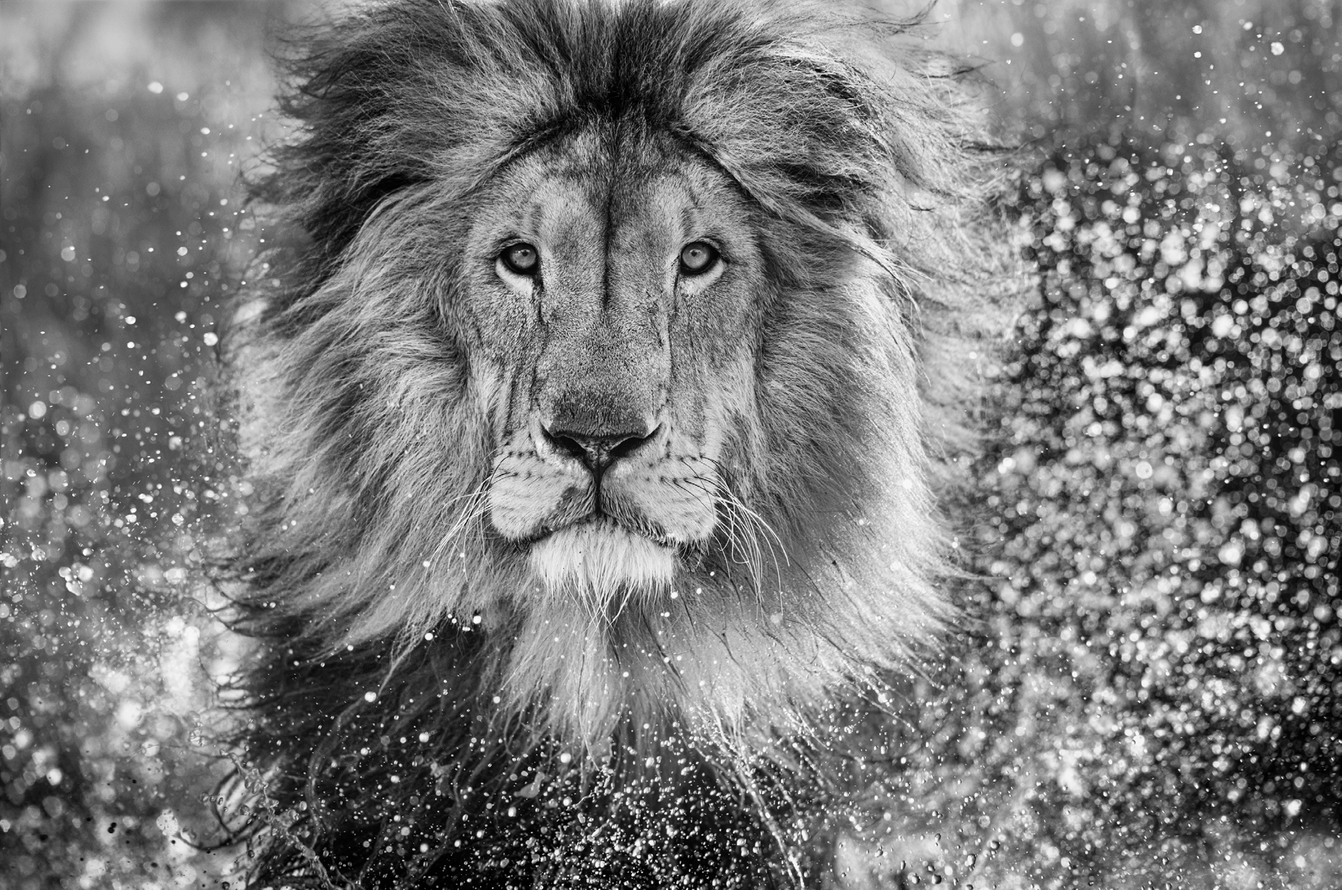 Waterword by David Yarrow