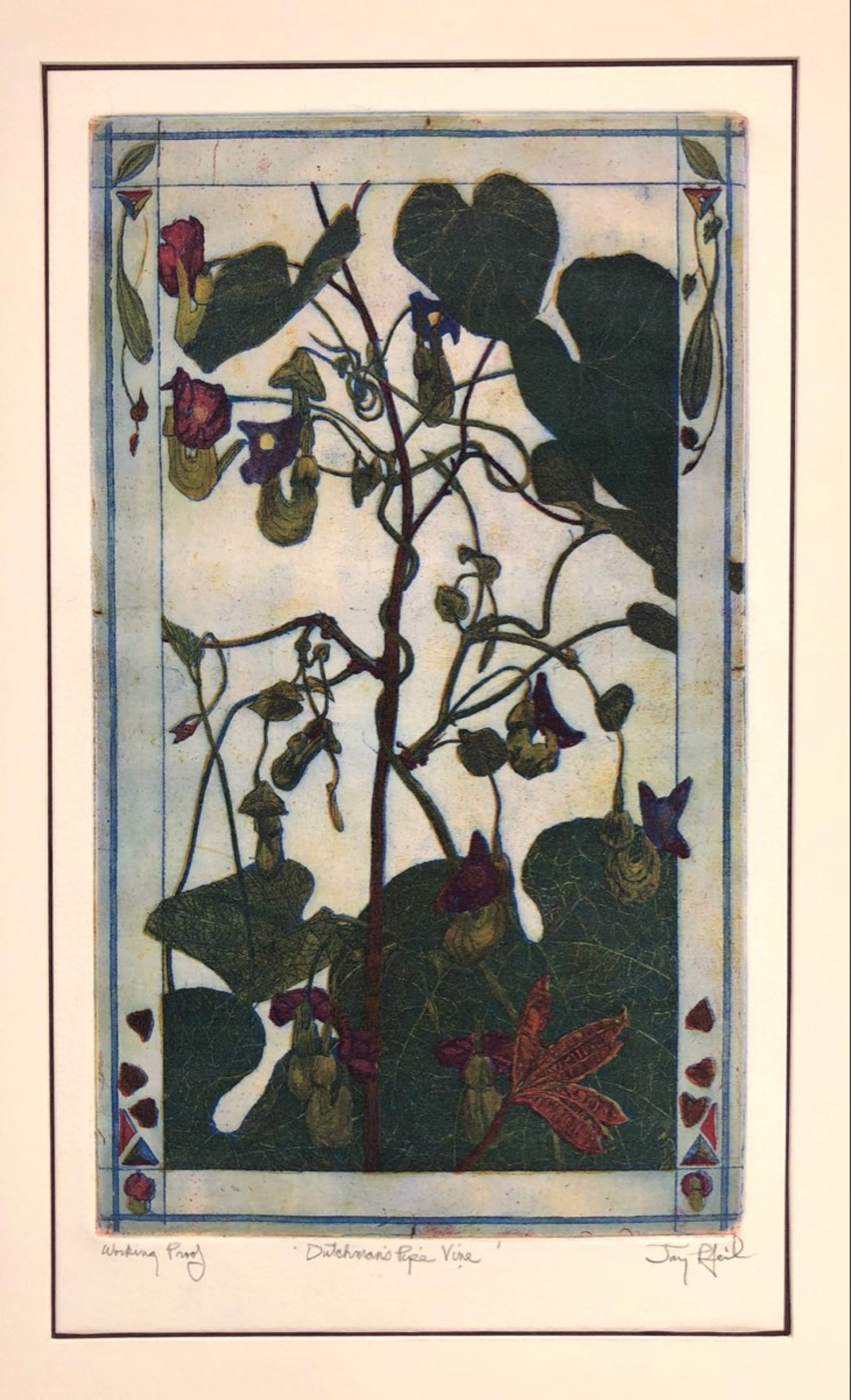 Dutchman's Pipe Vine (Unframed) by Jay Pfeil