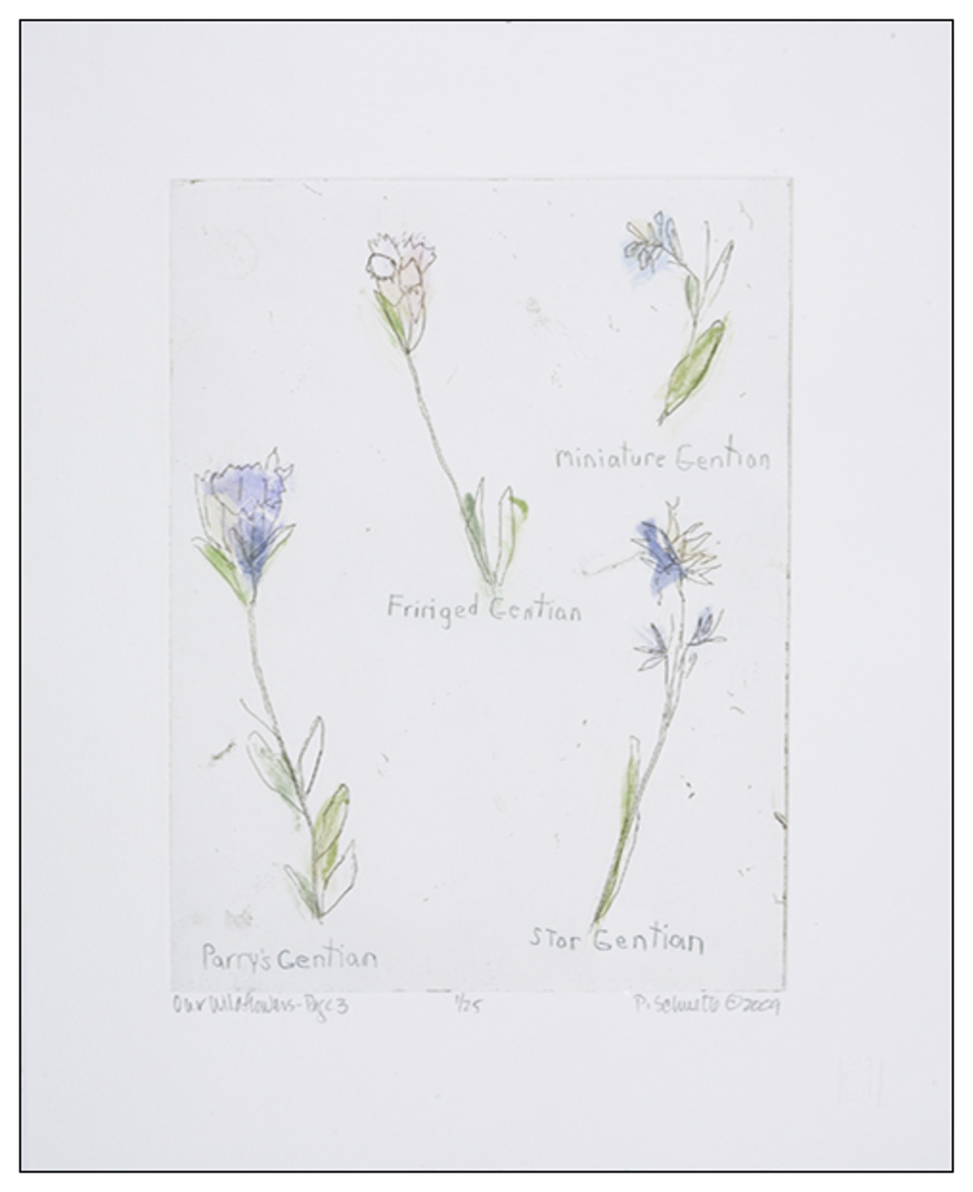 Our Wild Flowers: Page 3 by Paula Schuette Kraemer