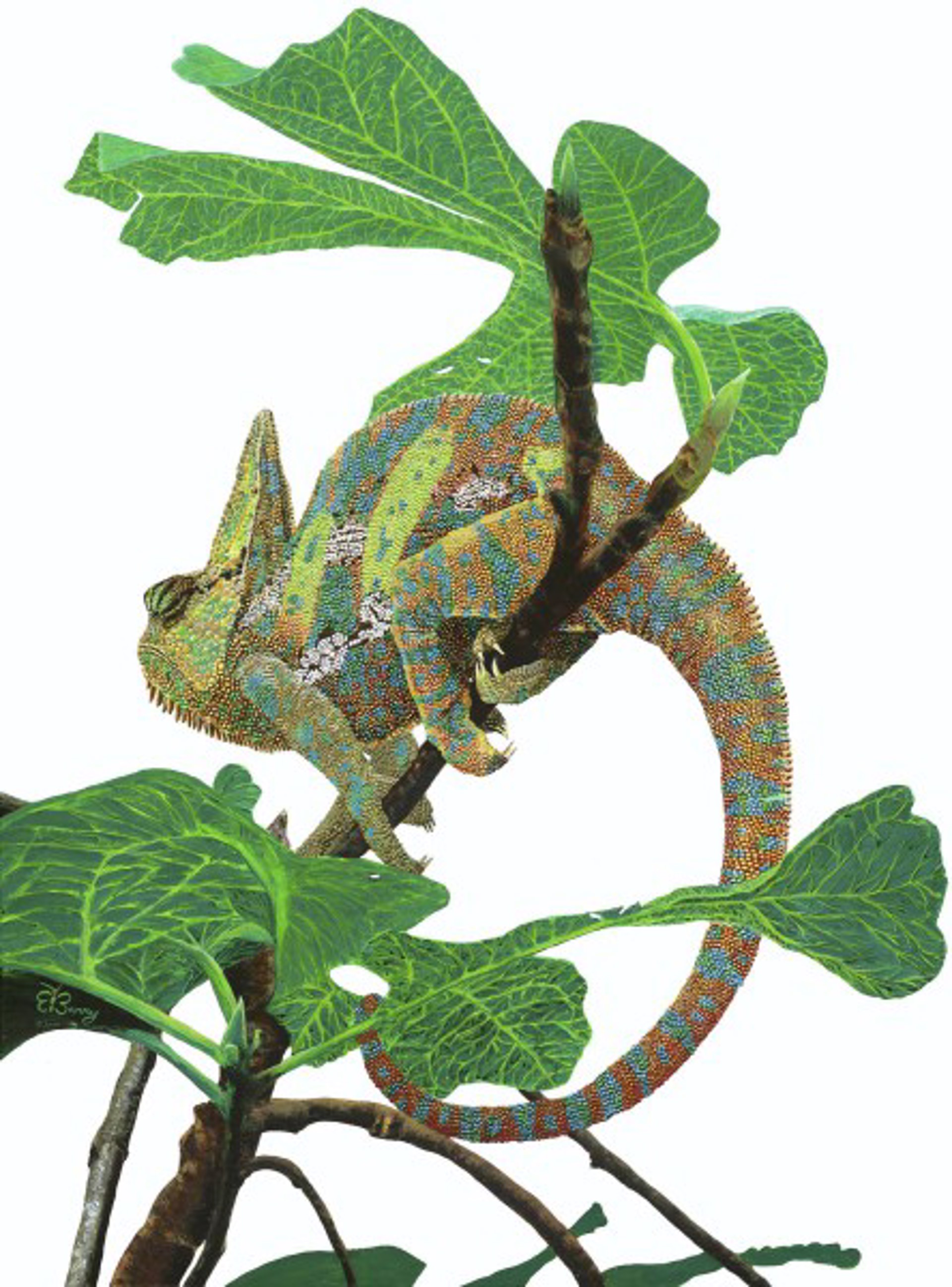 Veiled Chameleon by Barry Levin
