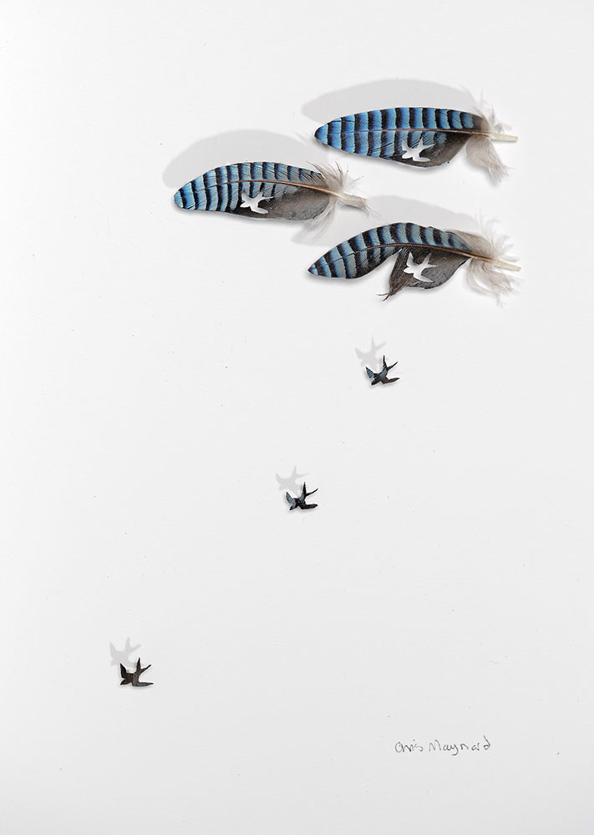 The Three Little Swallows by Chris Maynard