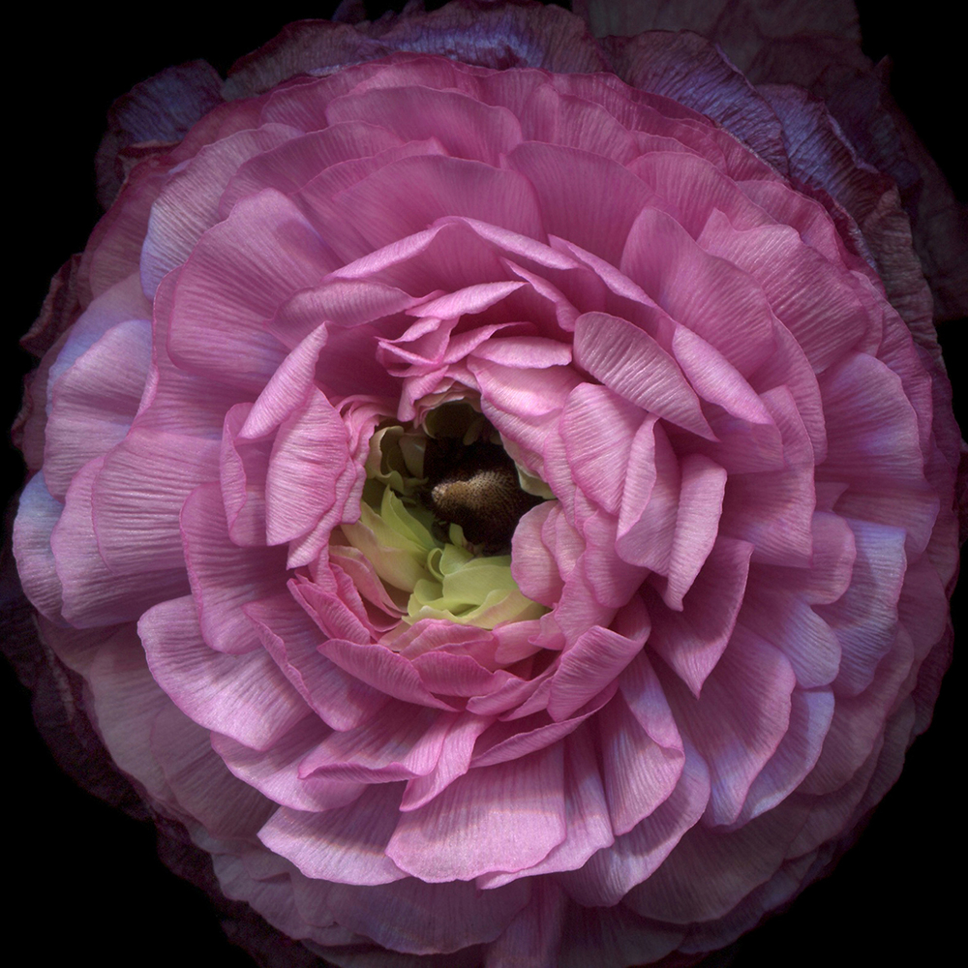 Pink Ranunculus  Edition 1 by Laurie Tennent