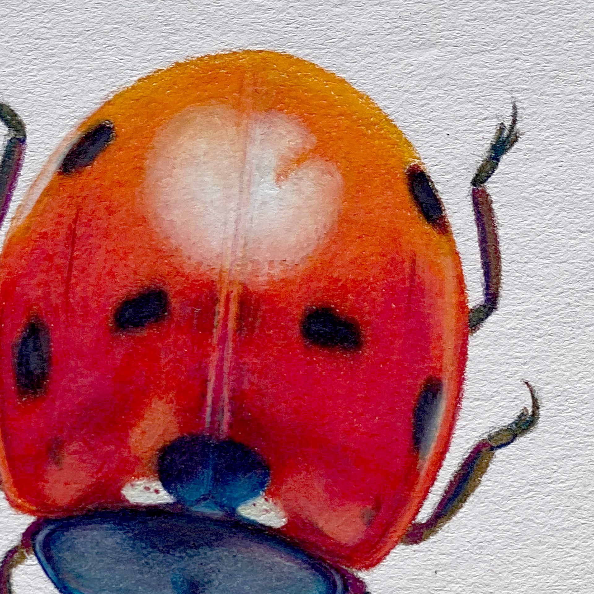 Coleoptera Chroma #7 by Hannah Hanlon