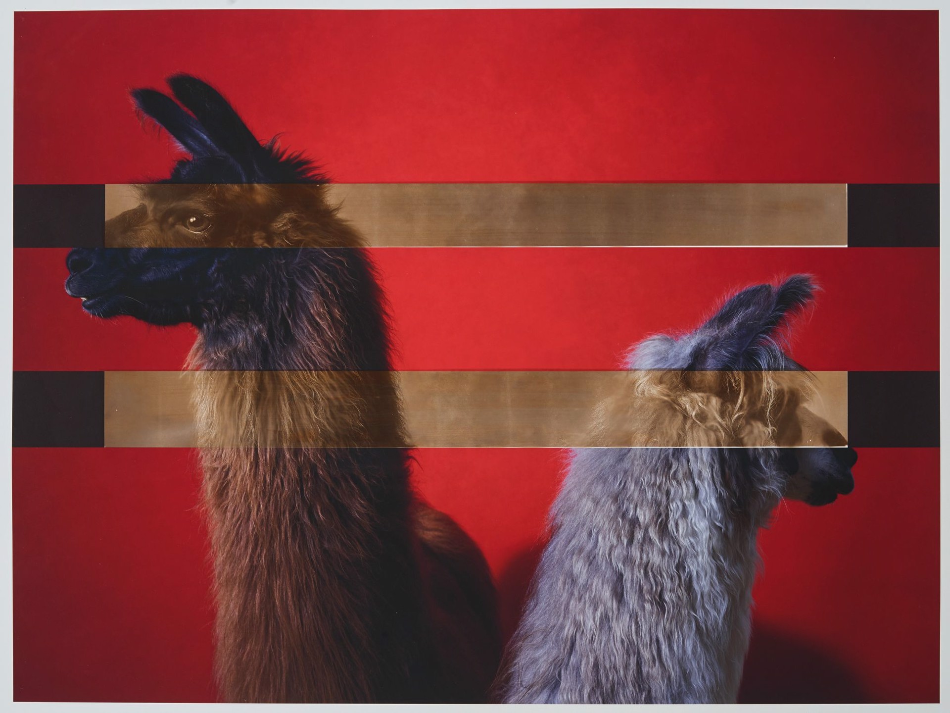 Supreme Champion Llama Male / Female Pair, 3/5 by R. J. Kern