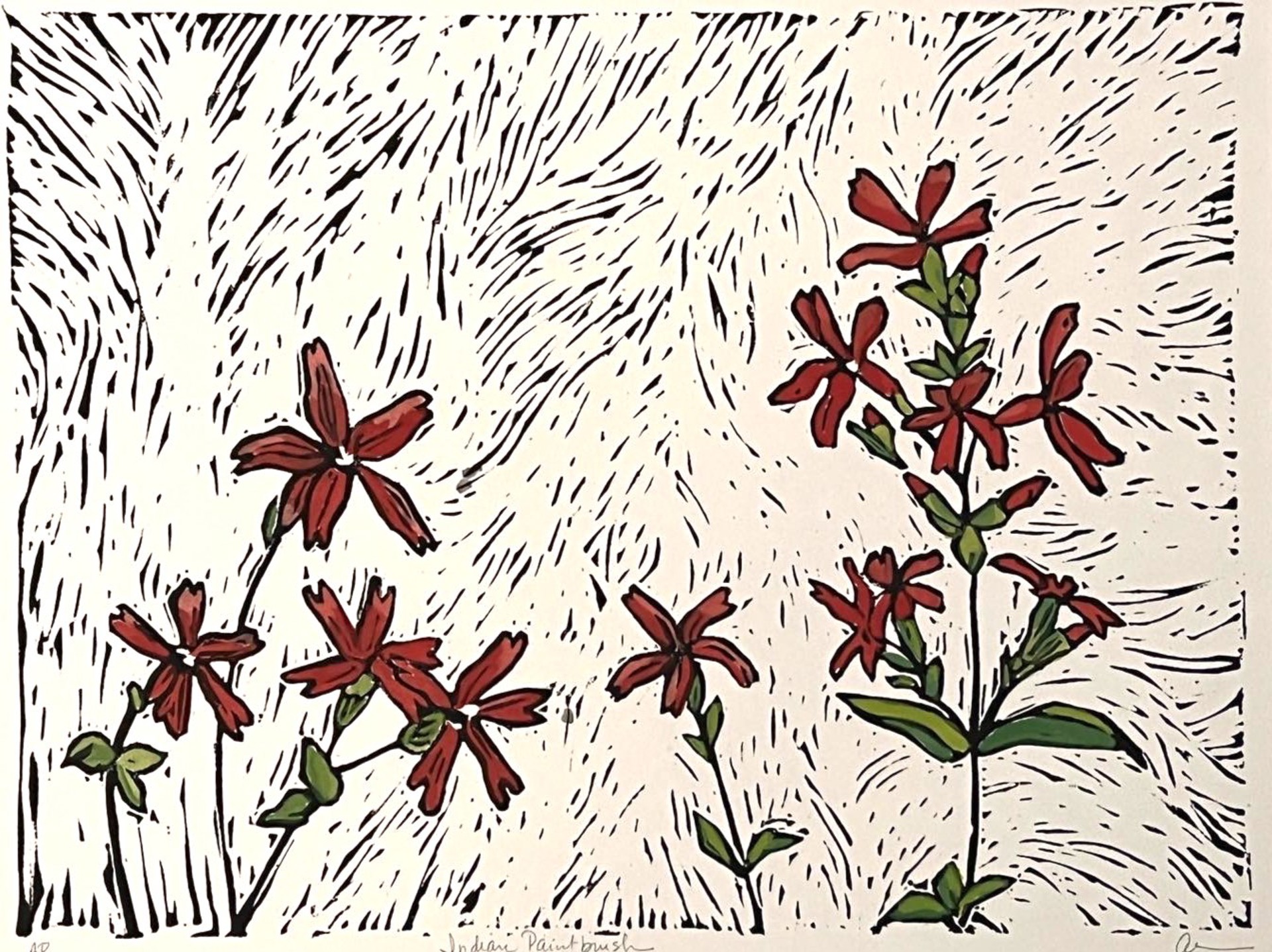 Indian Paintbrush by Allison Hull