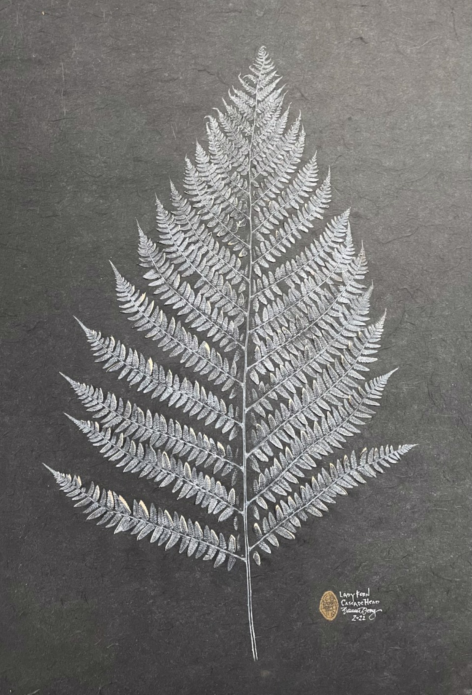Lady Fern by Duncan Berry