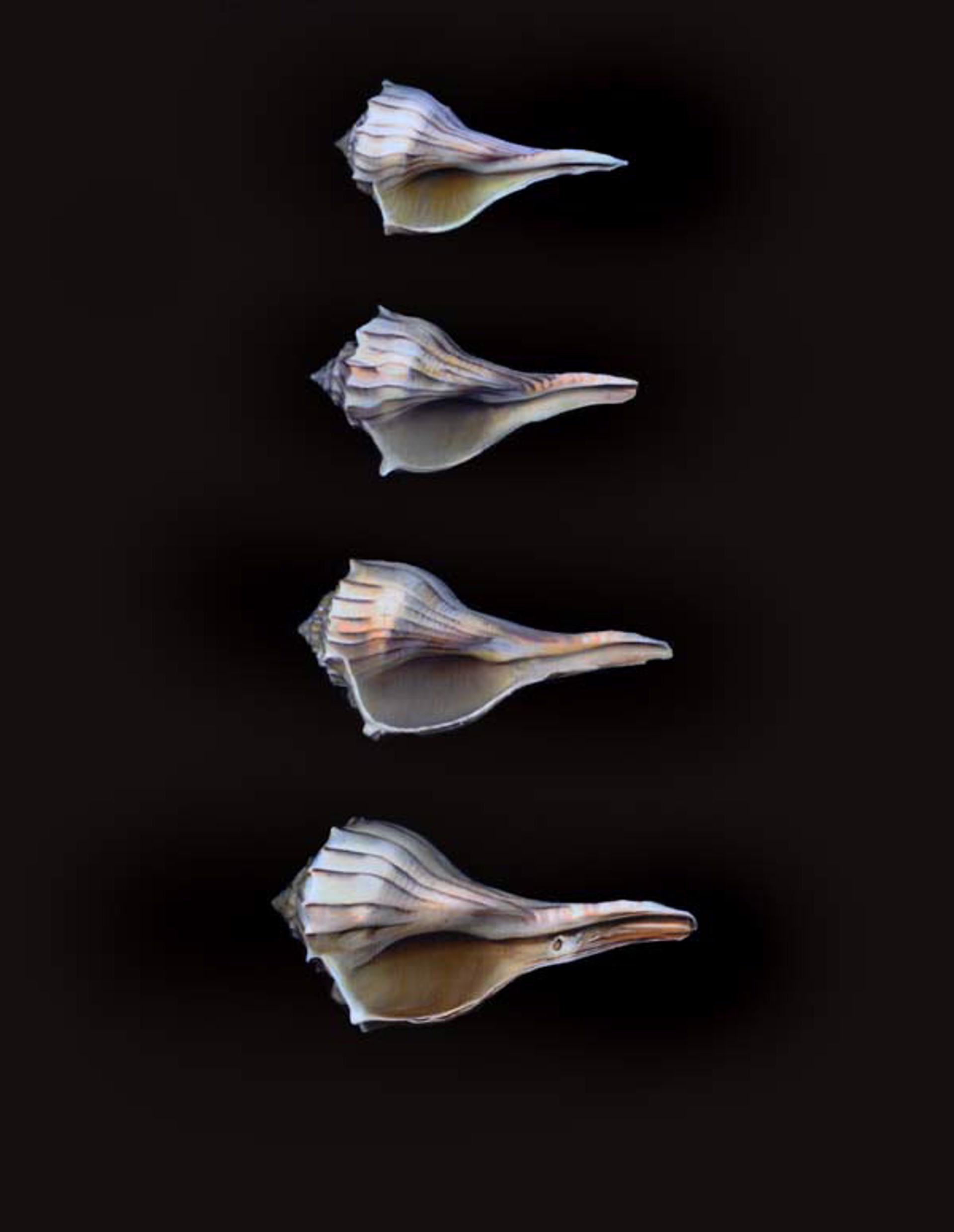 Four Shells by Tilly Woodward