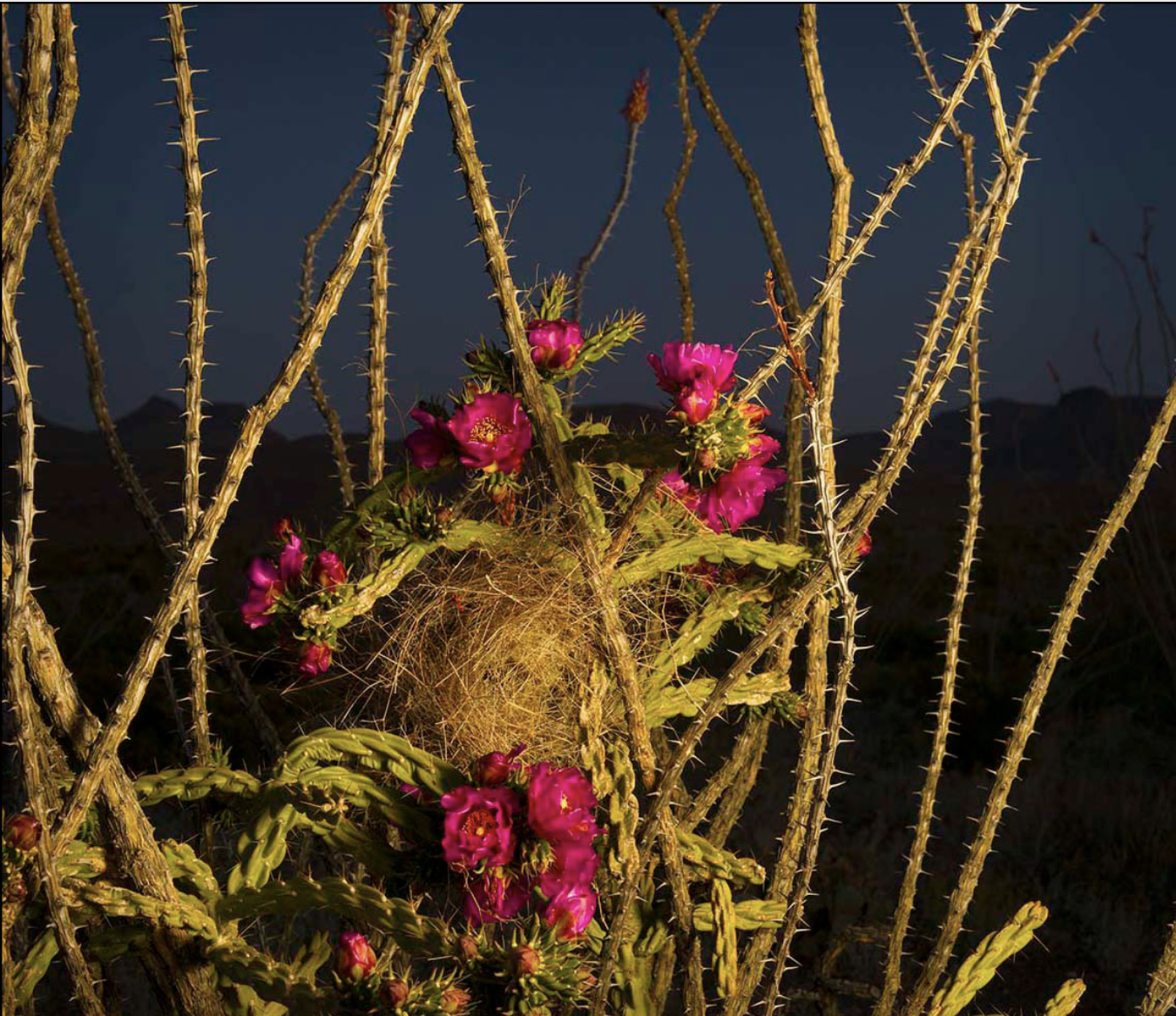 Cactus Wren Nest and Cholla - Bloom by James H. Evans