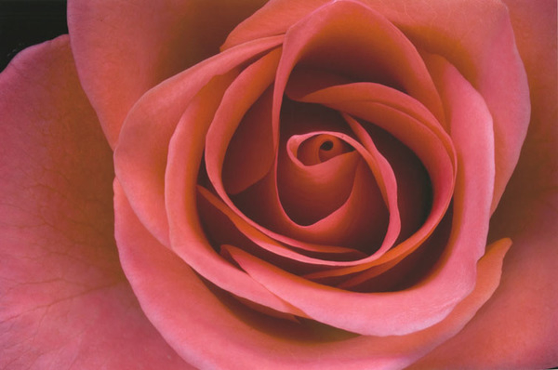Peach Rose #2 by Murray Weiss