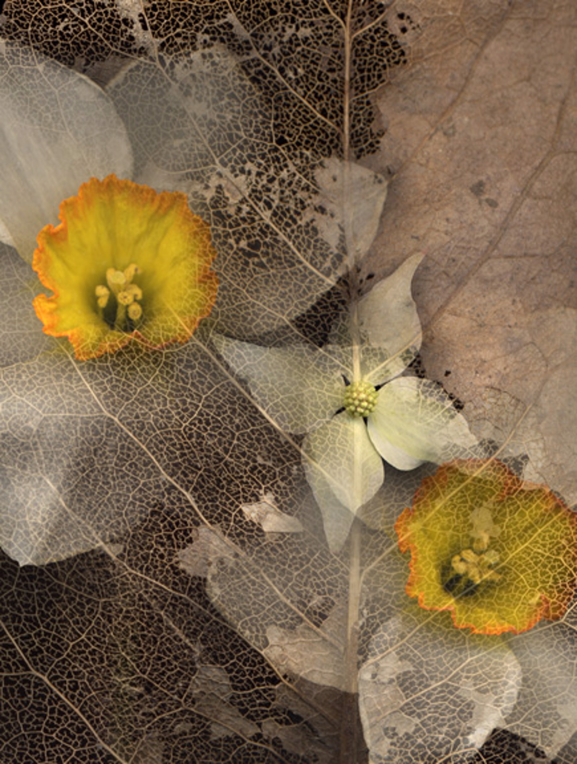 Daffodil, Dogwood, Magnolia Leaf by Kim Kauffman
