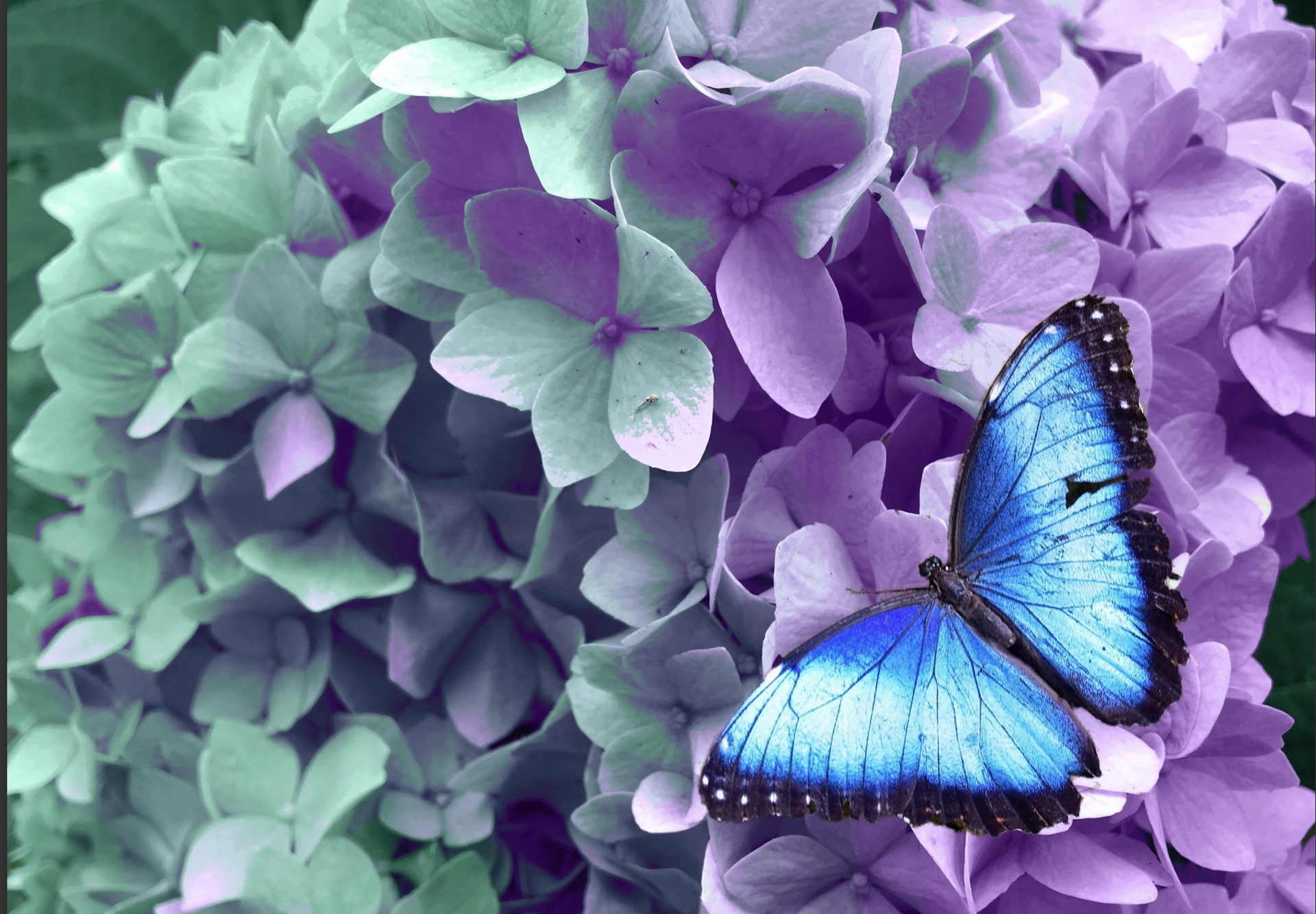 Photoshop Fun With A Butterfly and Hydrangeas by Rachael Wilde
