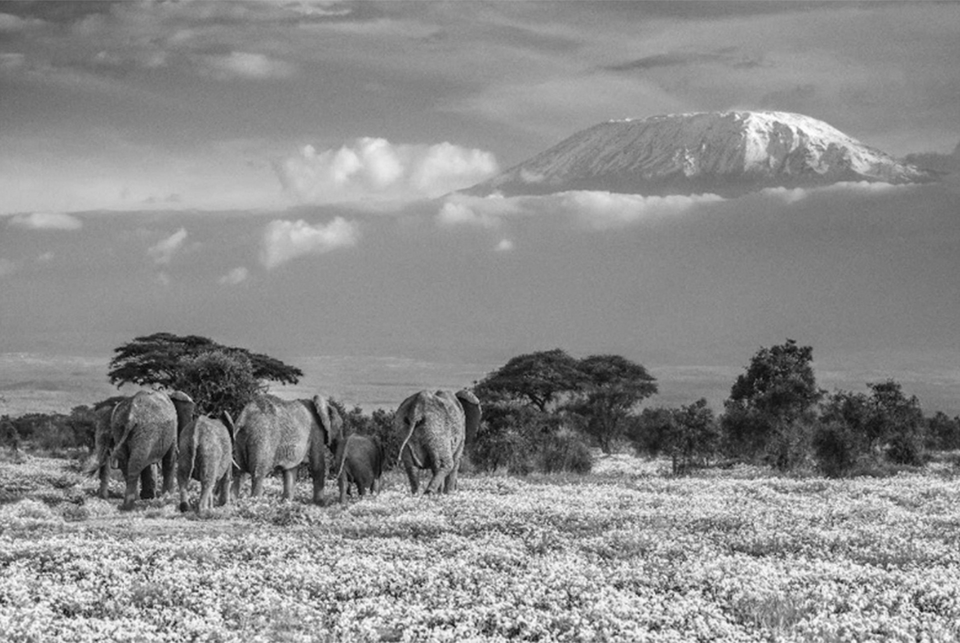 The Garden of Eden by David Yarrow