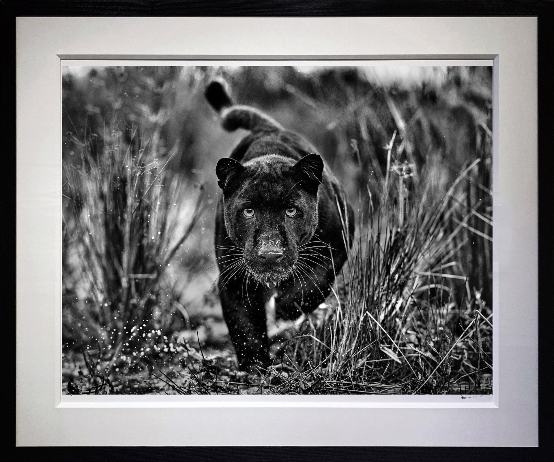 Black Panther Tails by David Yarrow