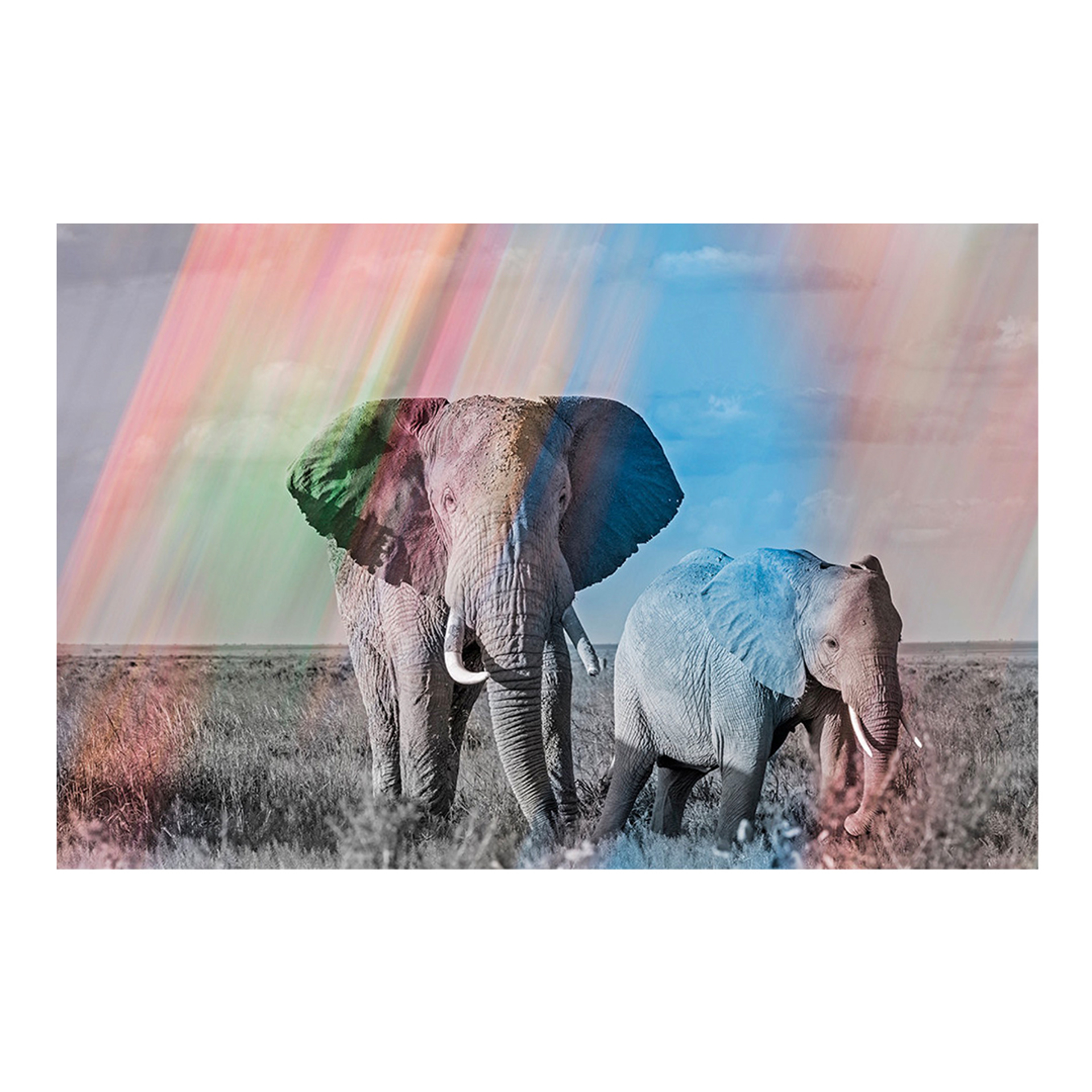 Elephant Rainbow #1 by Arno Elias