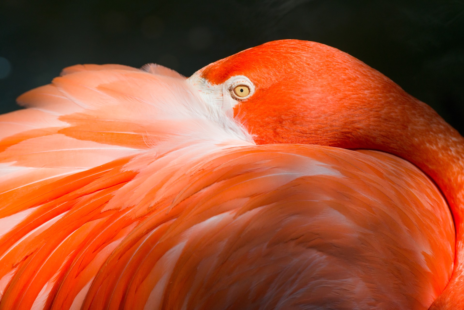 Flamingo by Carlton Ward Photography