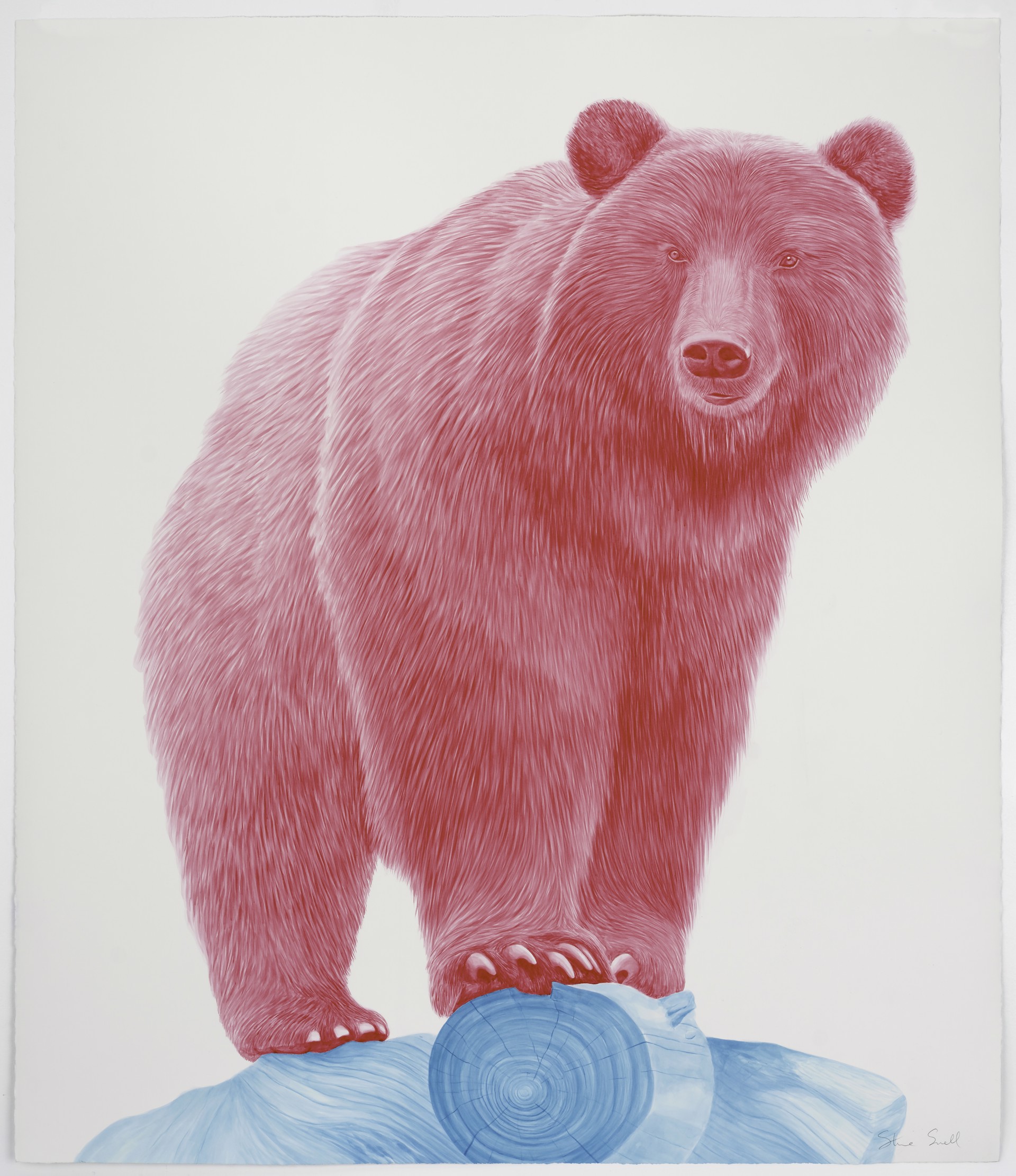 Magenta Bear #8 by Steve Snell