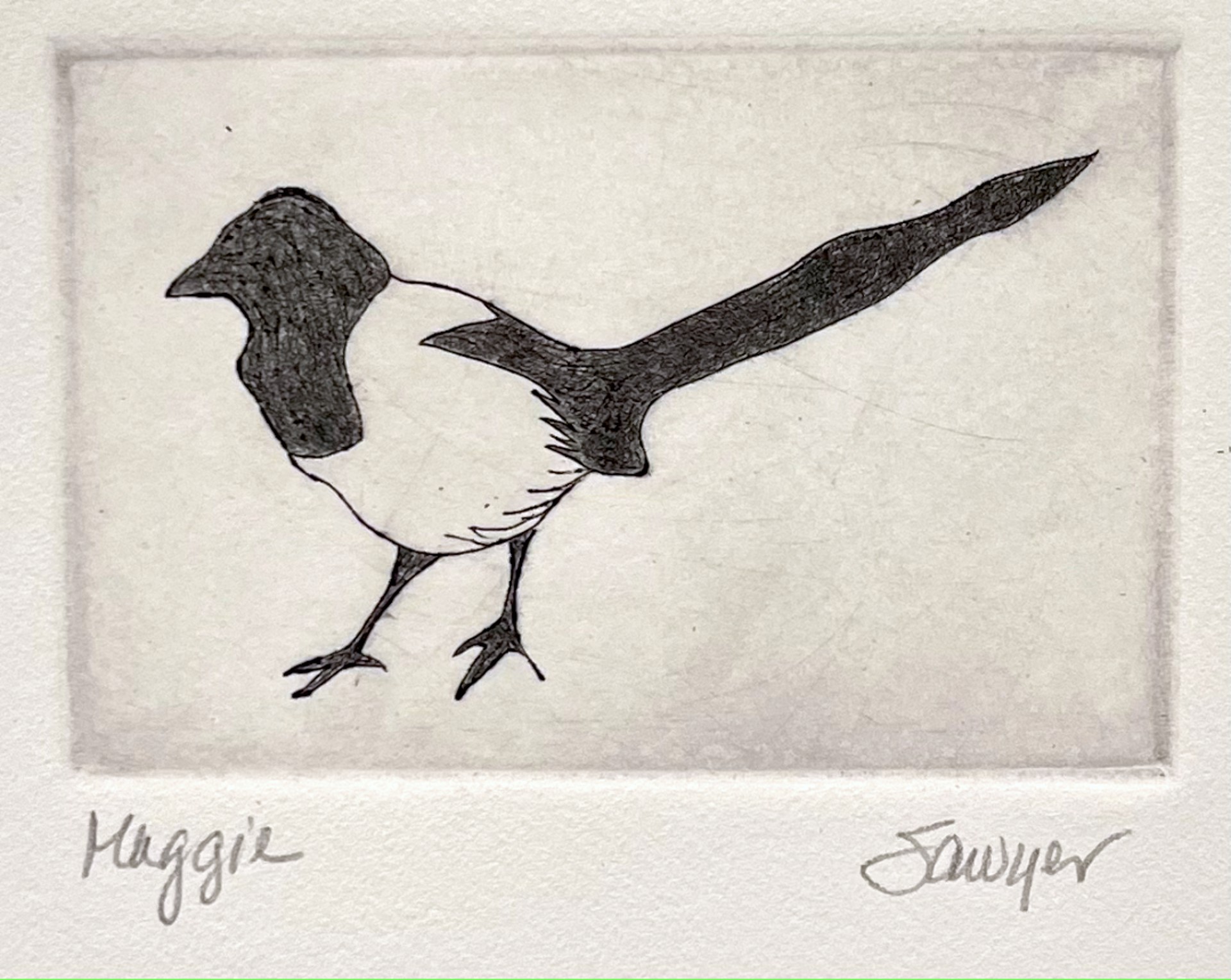Maggie (Magpie), unframed by Anne Sawyer