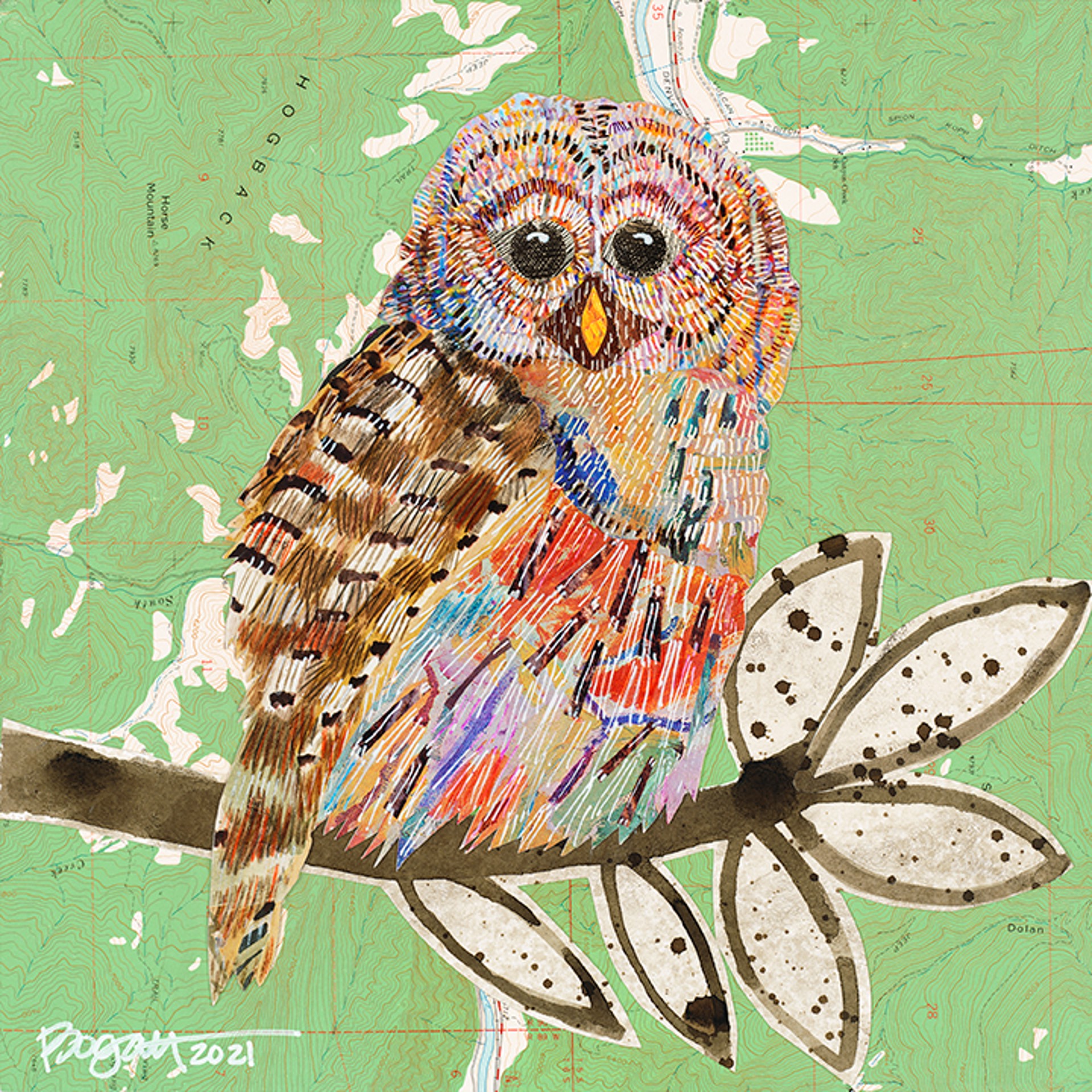 Barred Owl 3 by Brenda Bogart - Prints