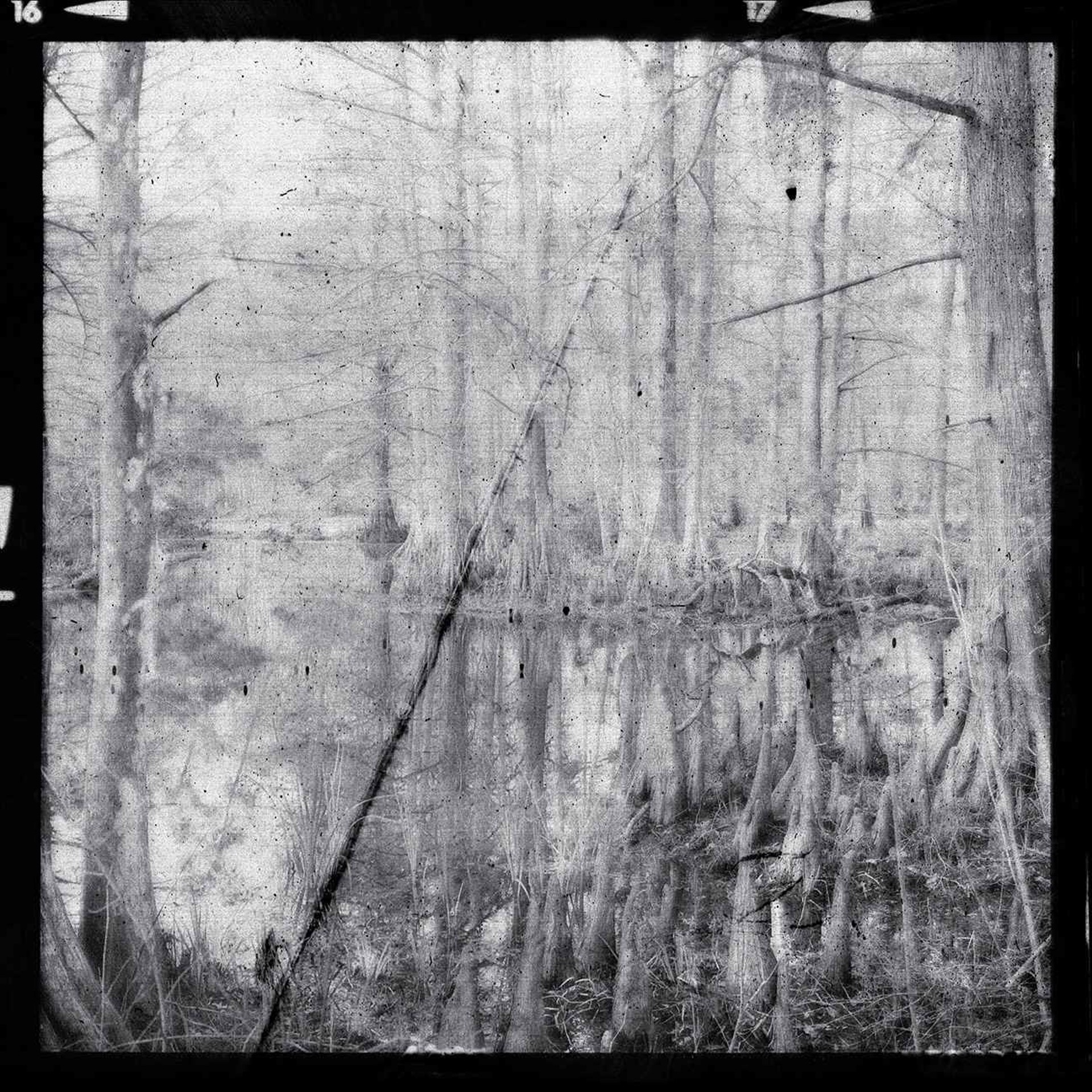 Cypress Swamp by Leslie Addison