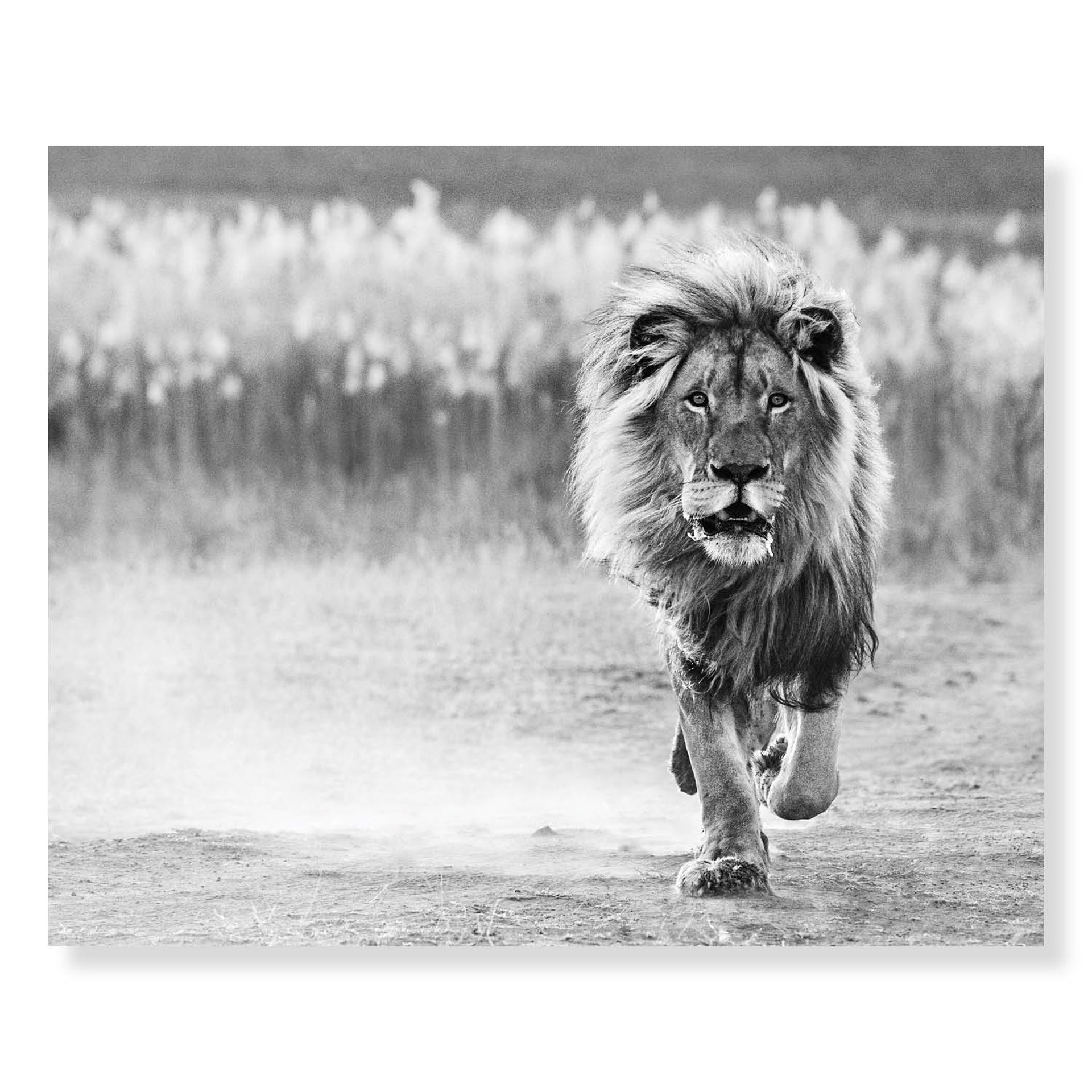 One Foot On The Ground by David Yarrow