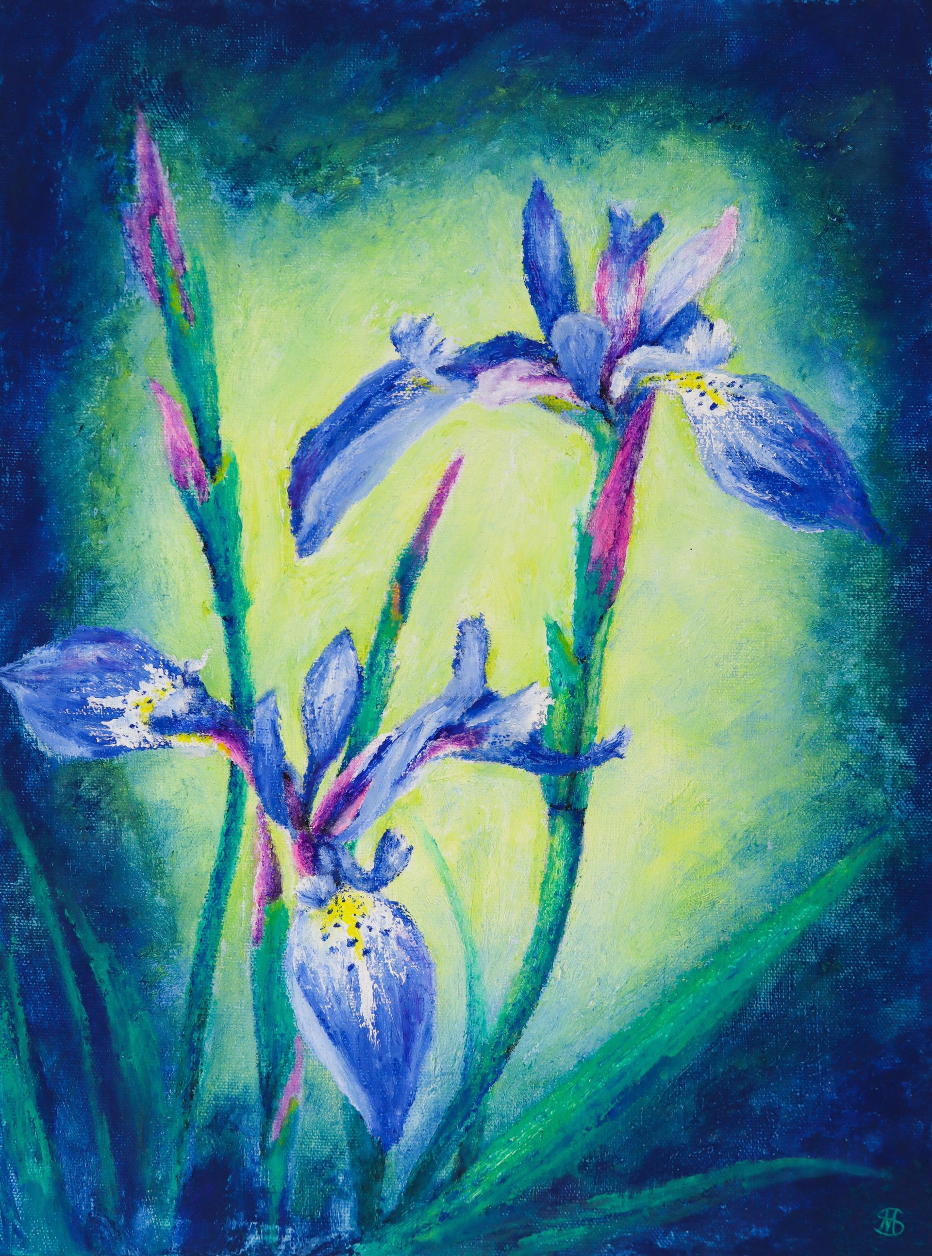 Blue Irises (print) by Marrimarra