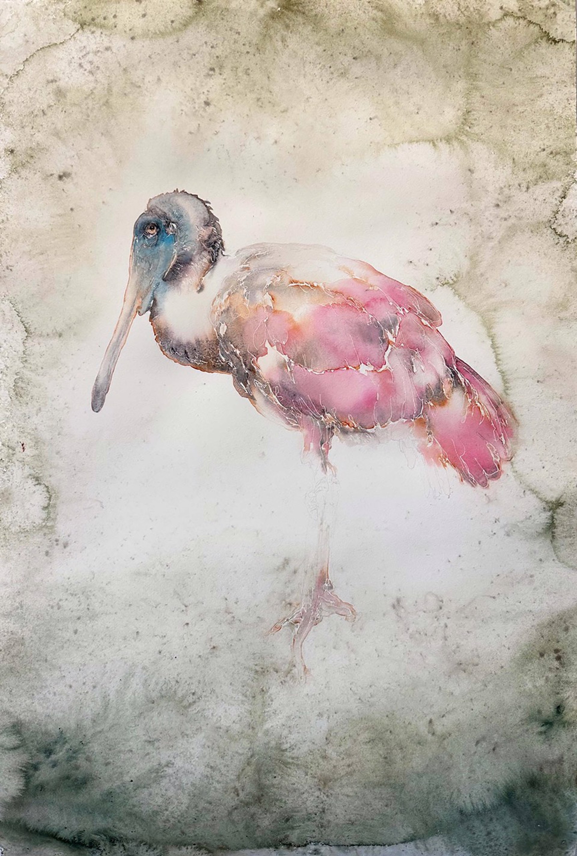 Birds of Florida - Spoonbill by Carol Carter