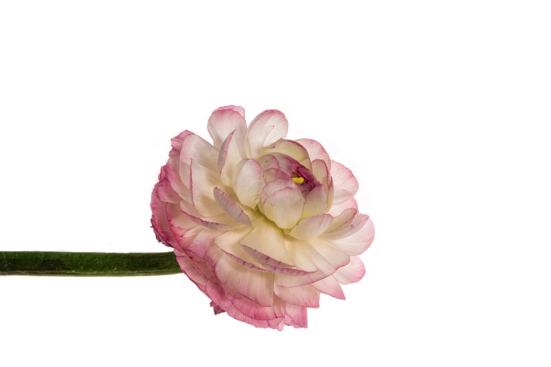 Grace (Pink/White Ranunculus) by Cathy Manning