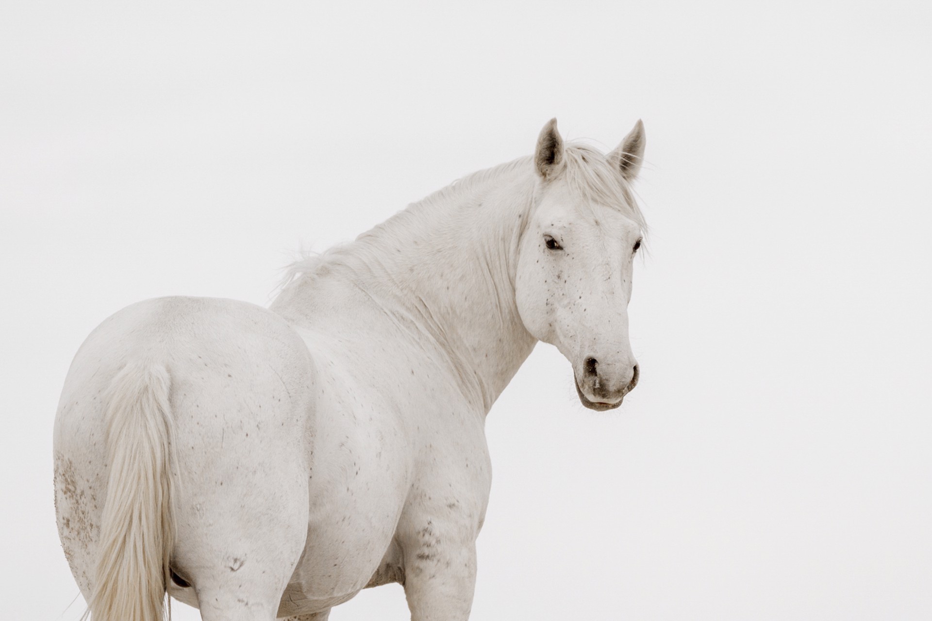 Photograph Featuring White Wild Horse Looking Back At Camera In Sepia Tone Black And White