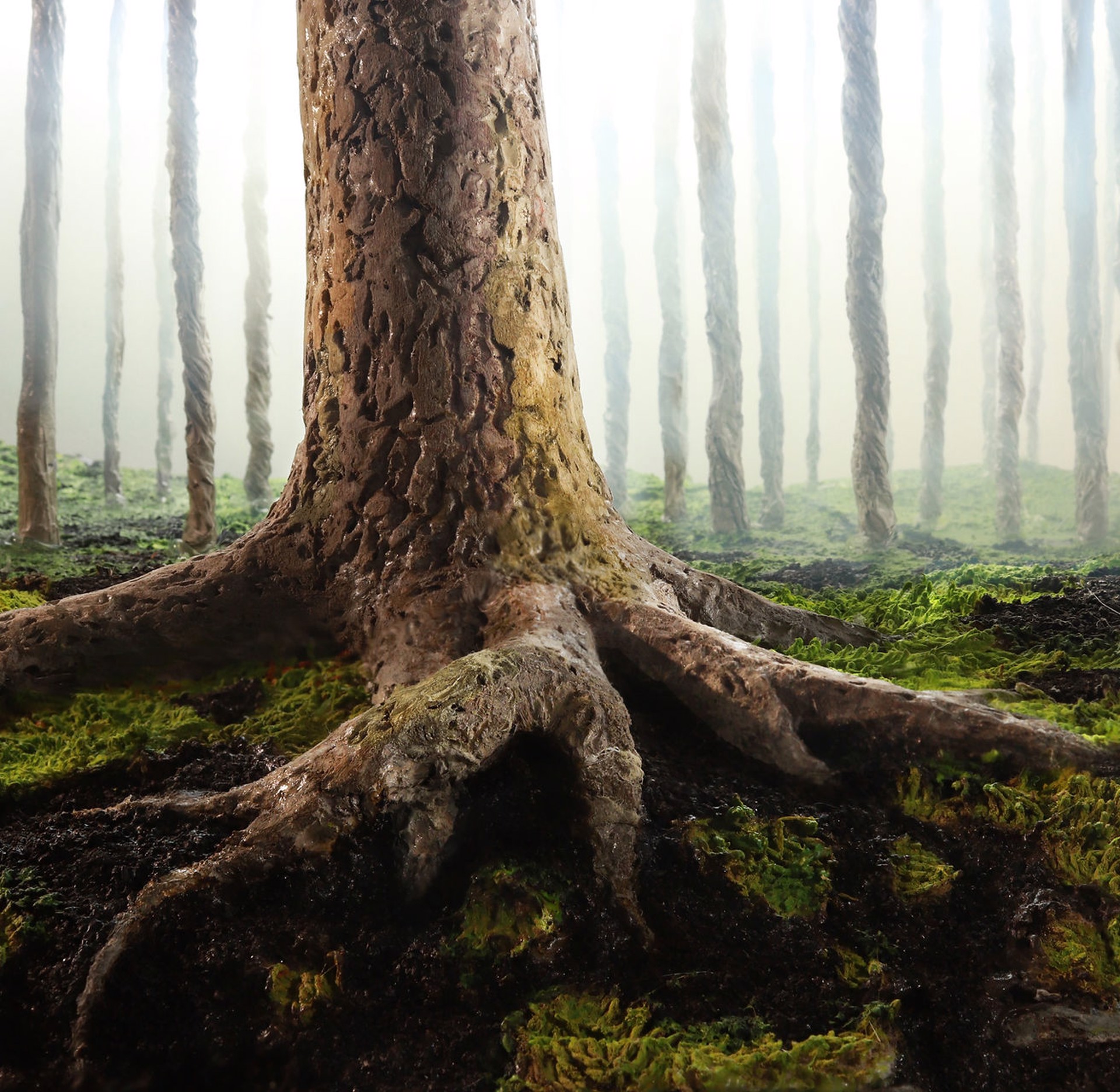 Foggy Forest by Stephen Dorsett