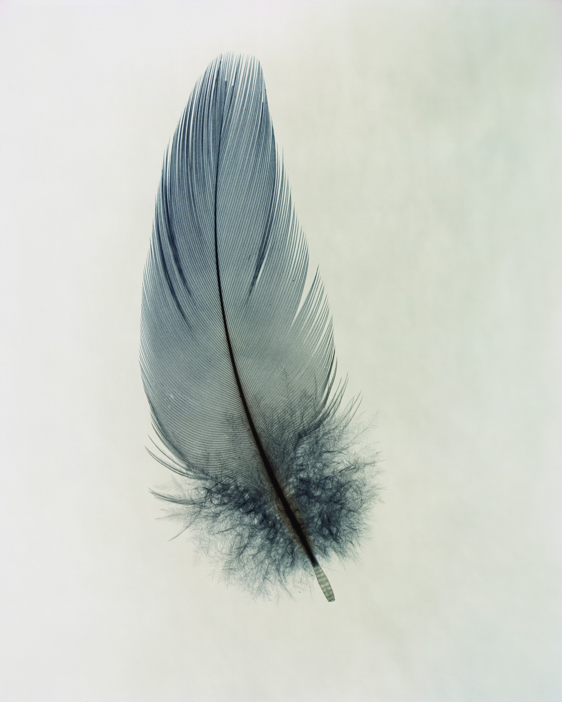 Feather Study #2 by Taylor Curry