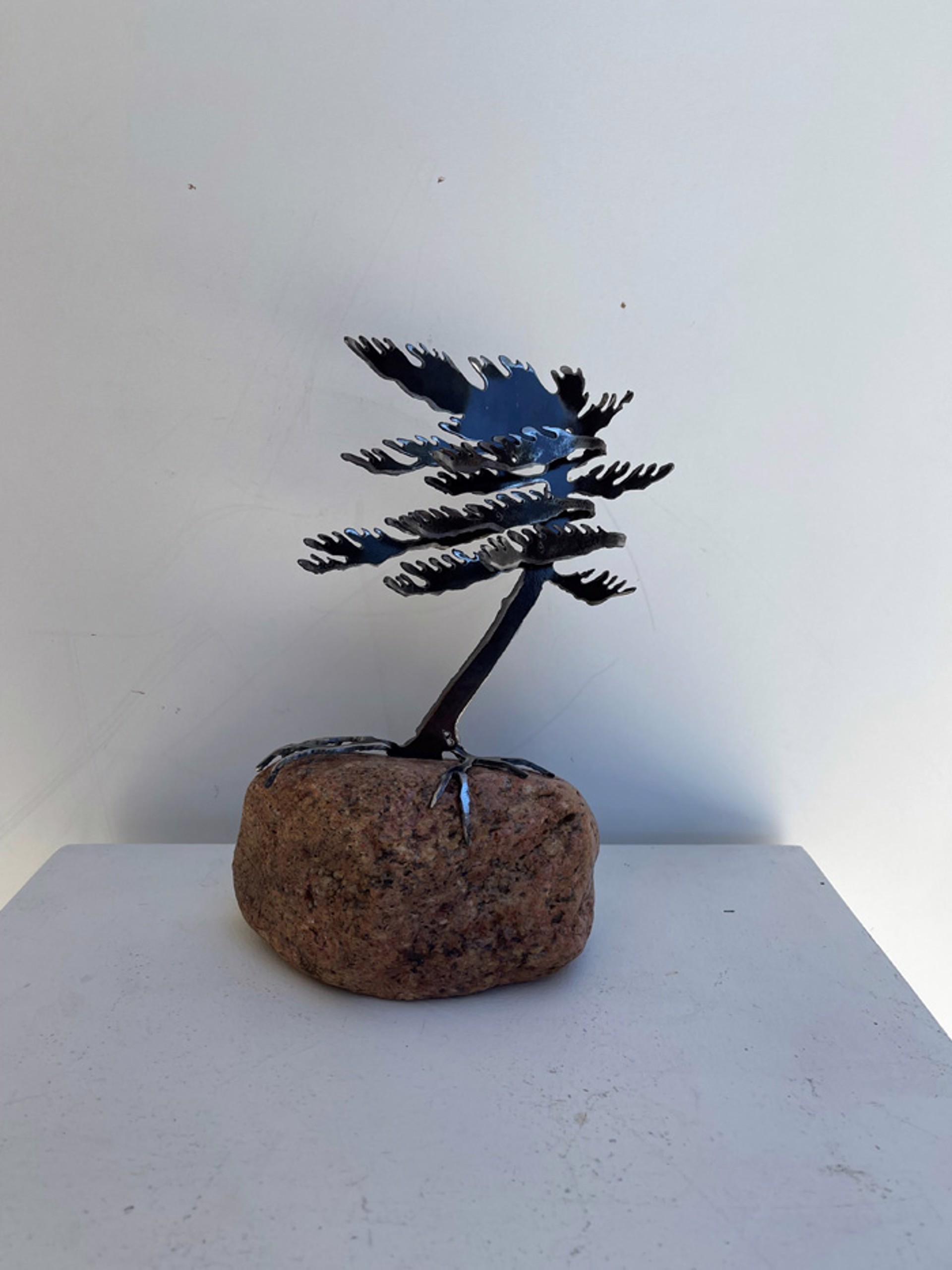 Windswept Pine 659647 by Cathy Mark
