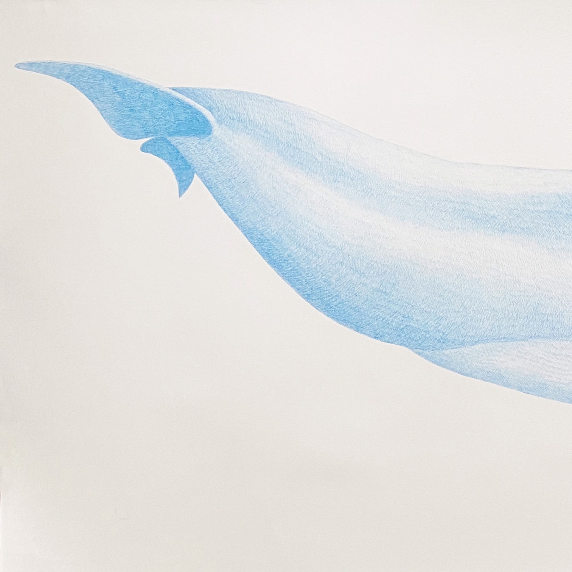 Bottlenose Dolphin by Hannah Hanlon