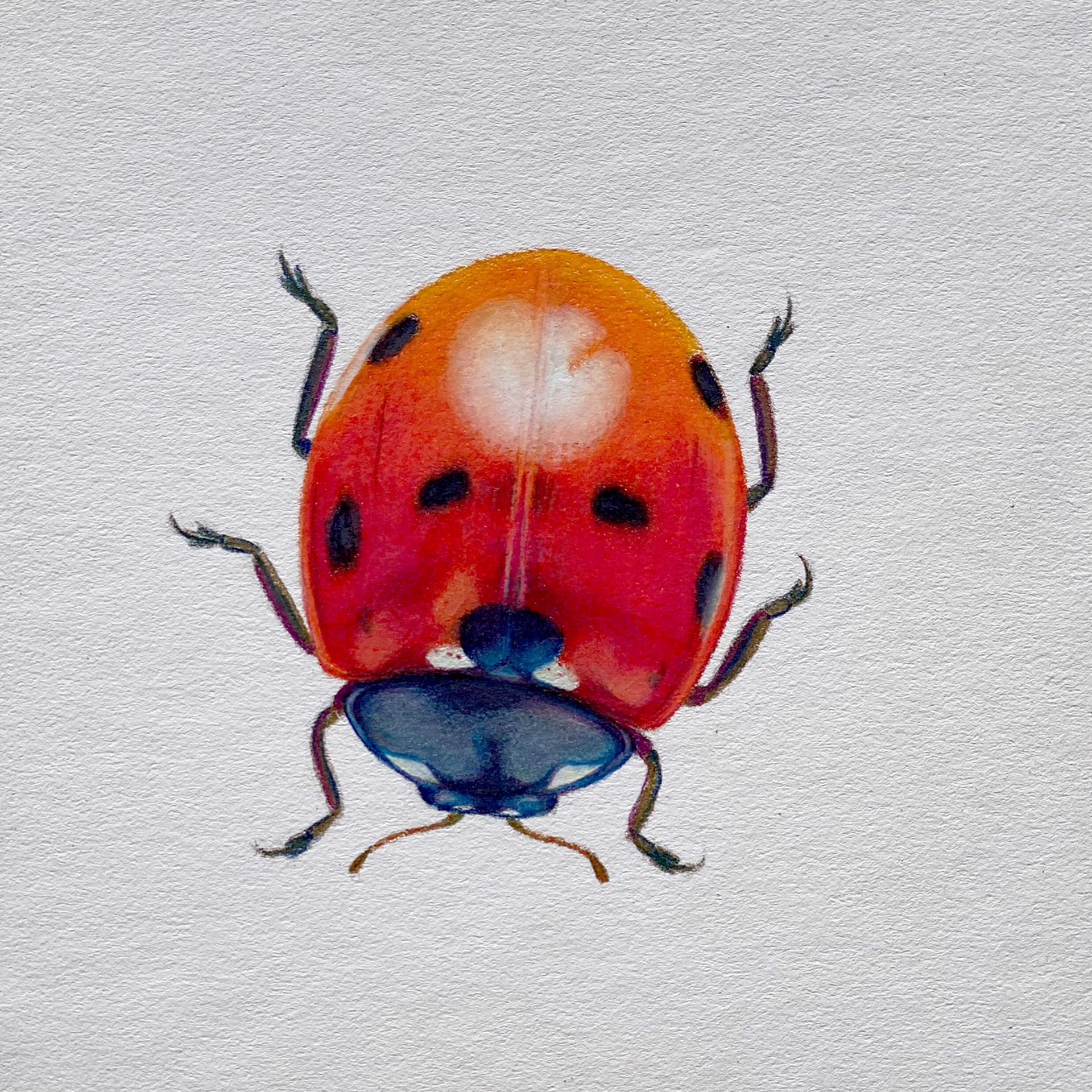 Coleoptera Chroma #7 by Hannah Hanlon