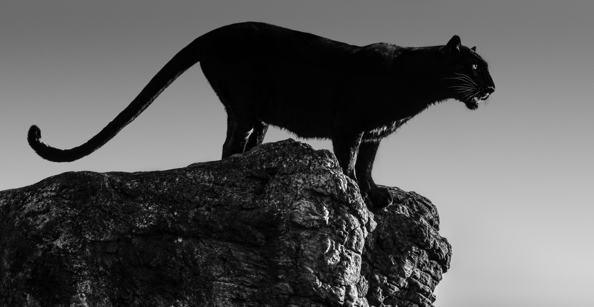 Black Cat by David Yarrow