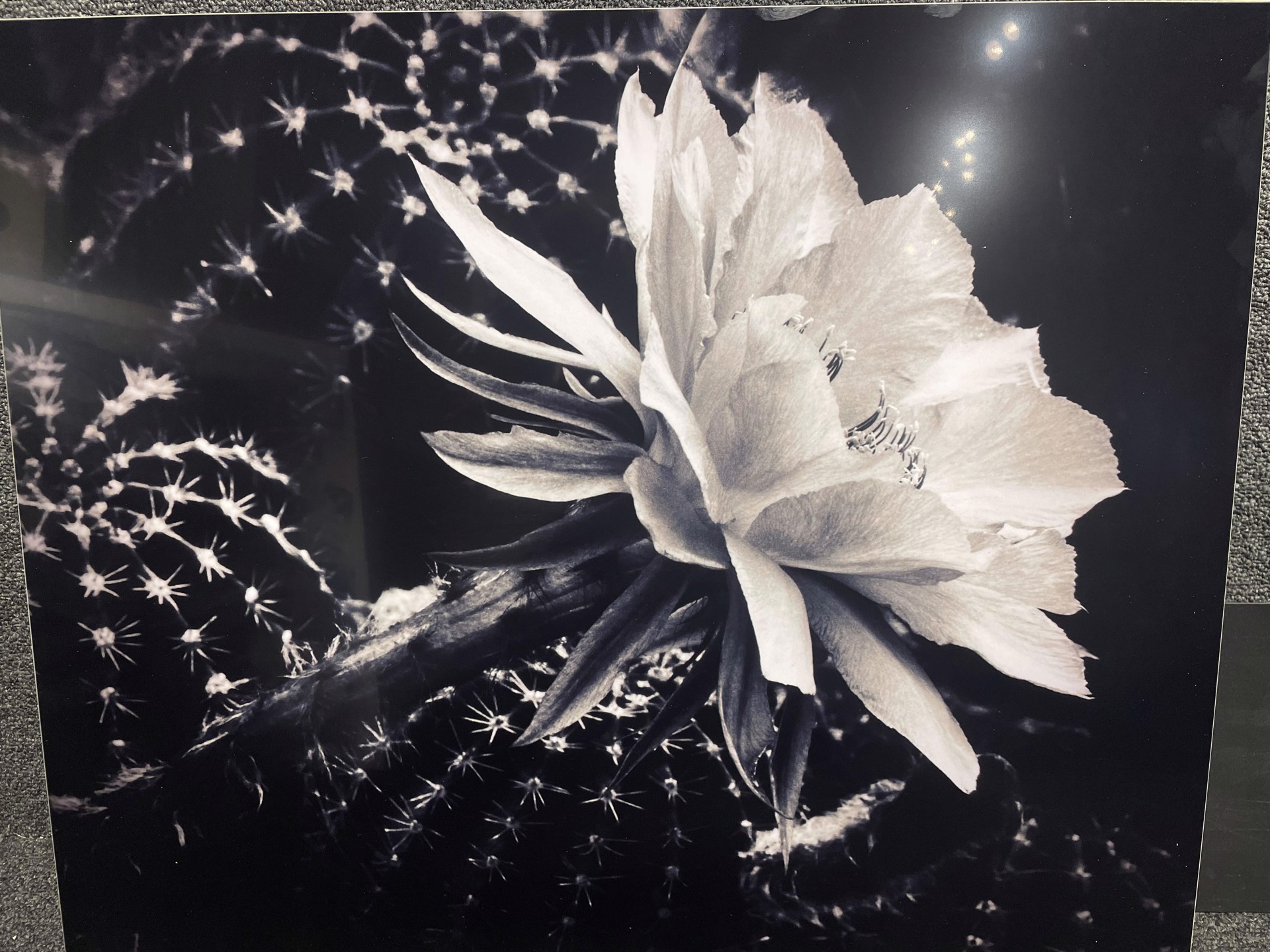 Prickly Flower by Jeff Beardsley