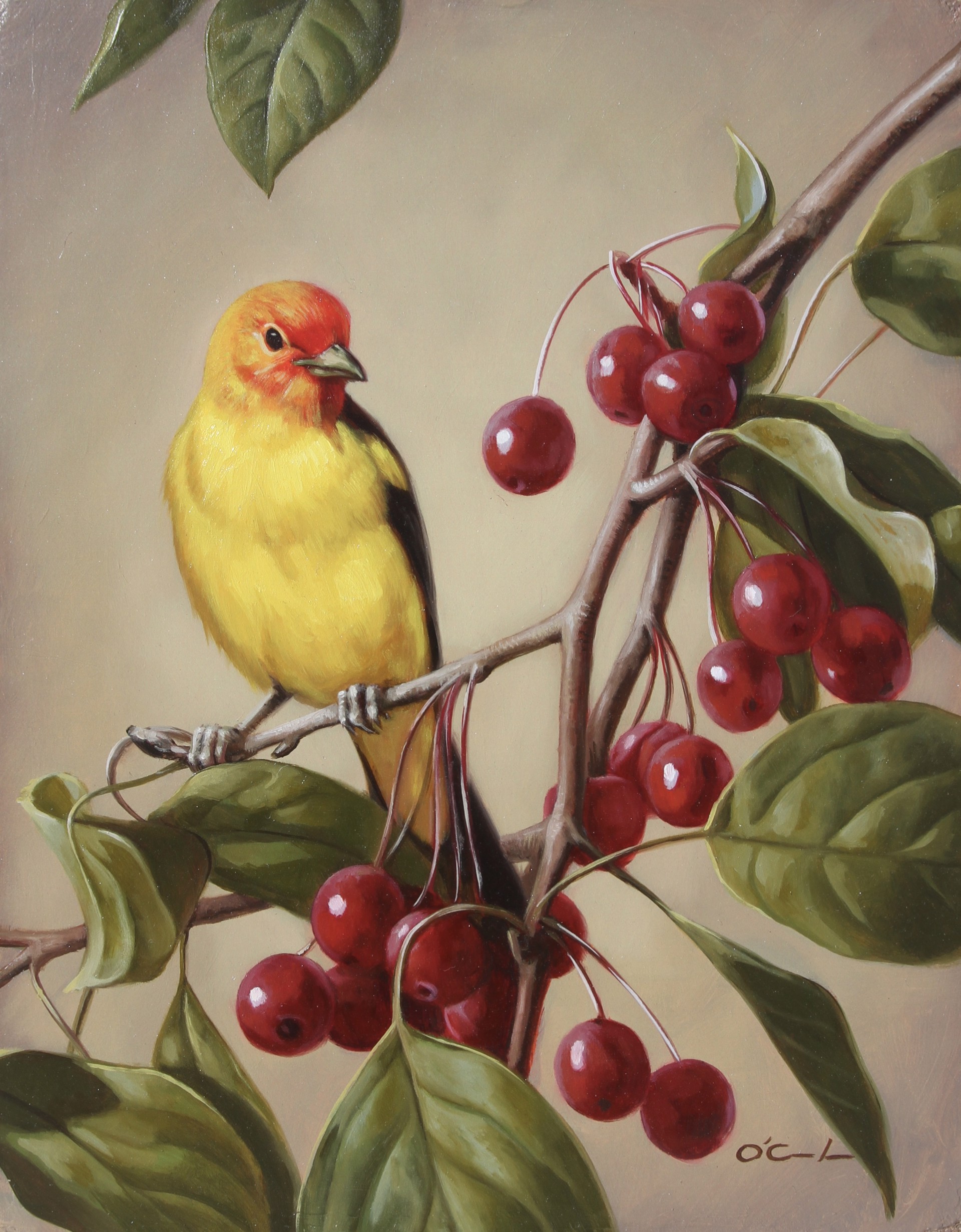 WESTERN TANAGER ON BRANCH OF CHERRIES by Jennifer O'Cualain