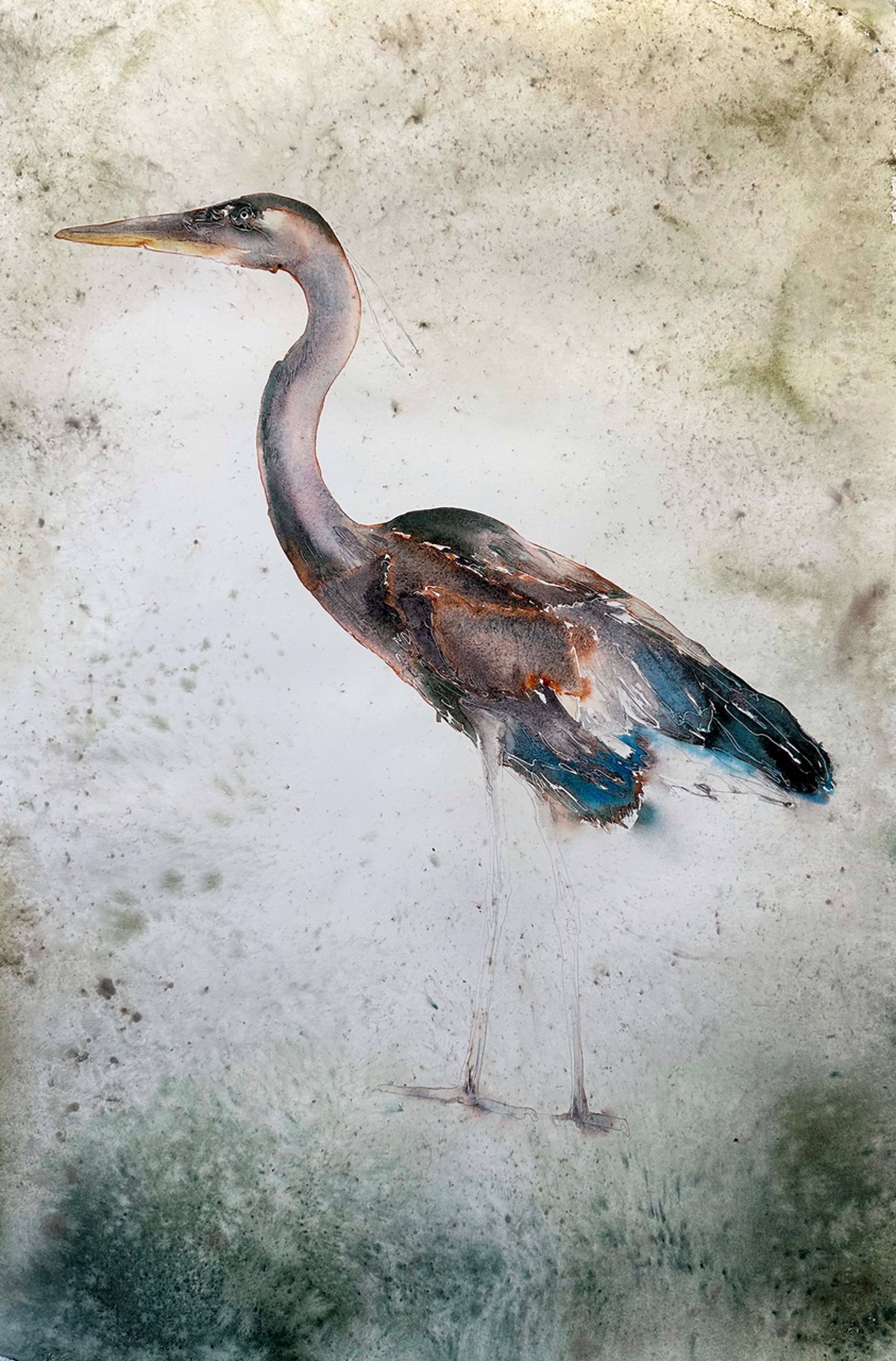 Birds of Florida -  Heron by Carol Carter