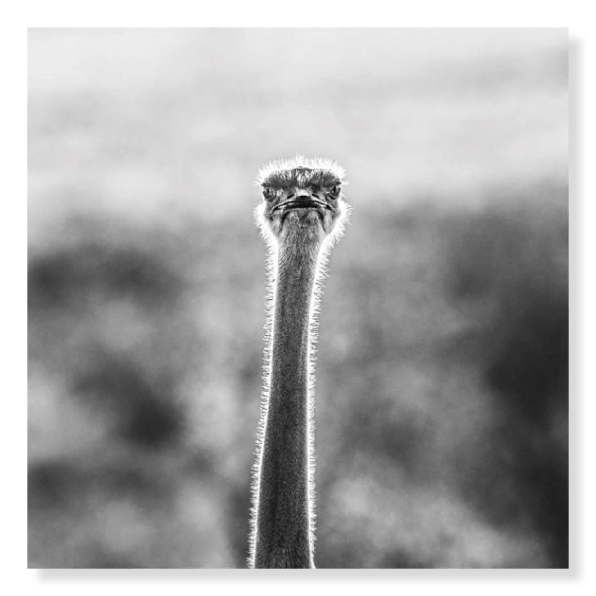 WTF by David Yarrow