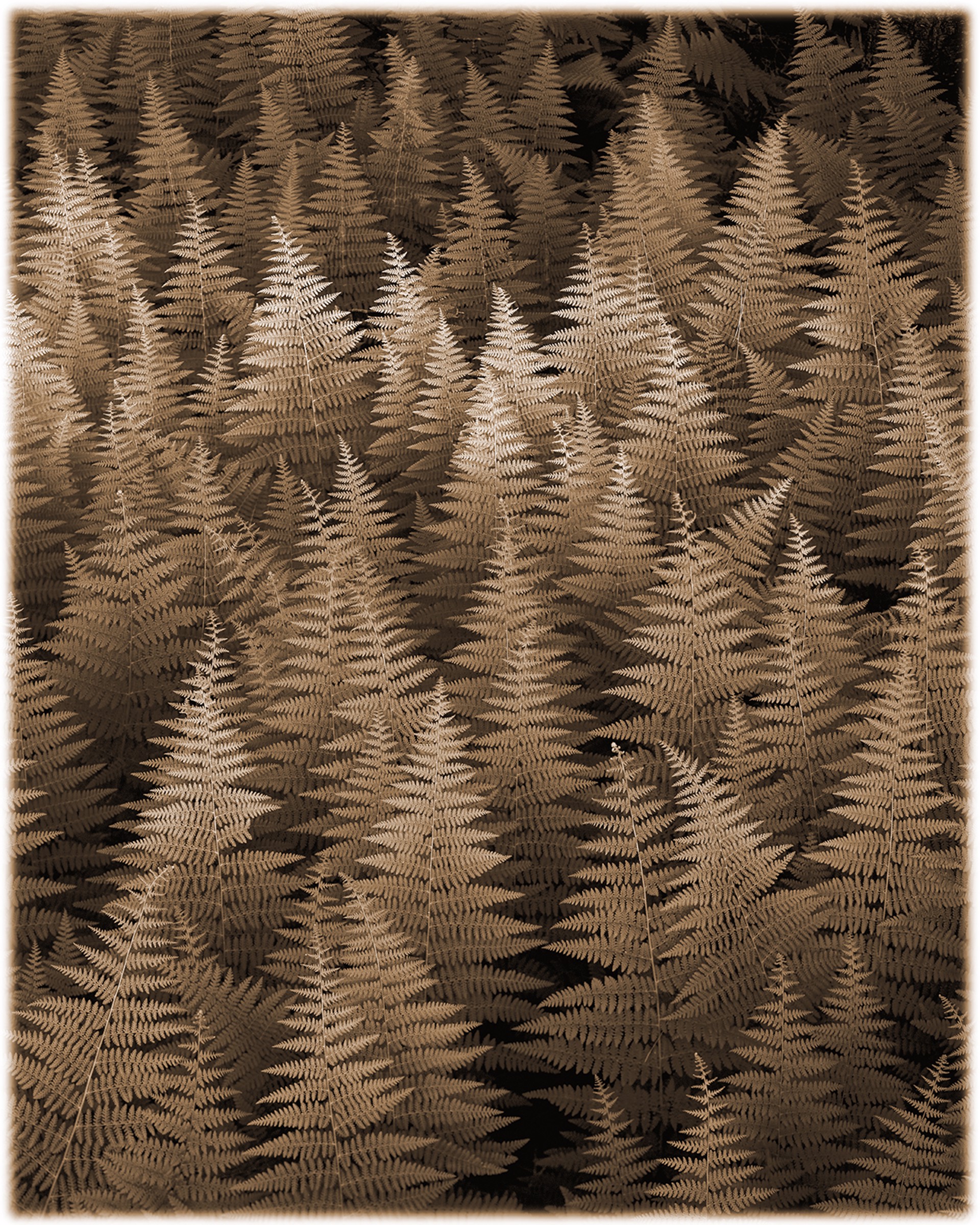 Ferns by James Bleecker