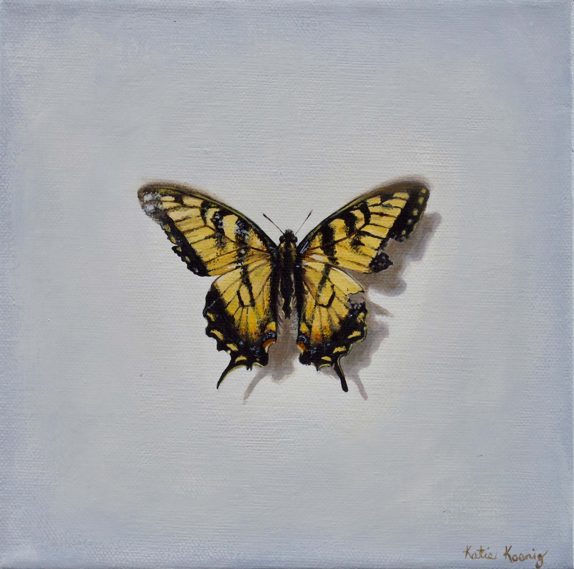 Broken Tiger Swallowtail by Katie Koenig
