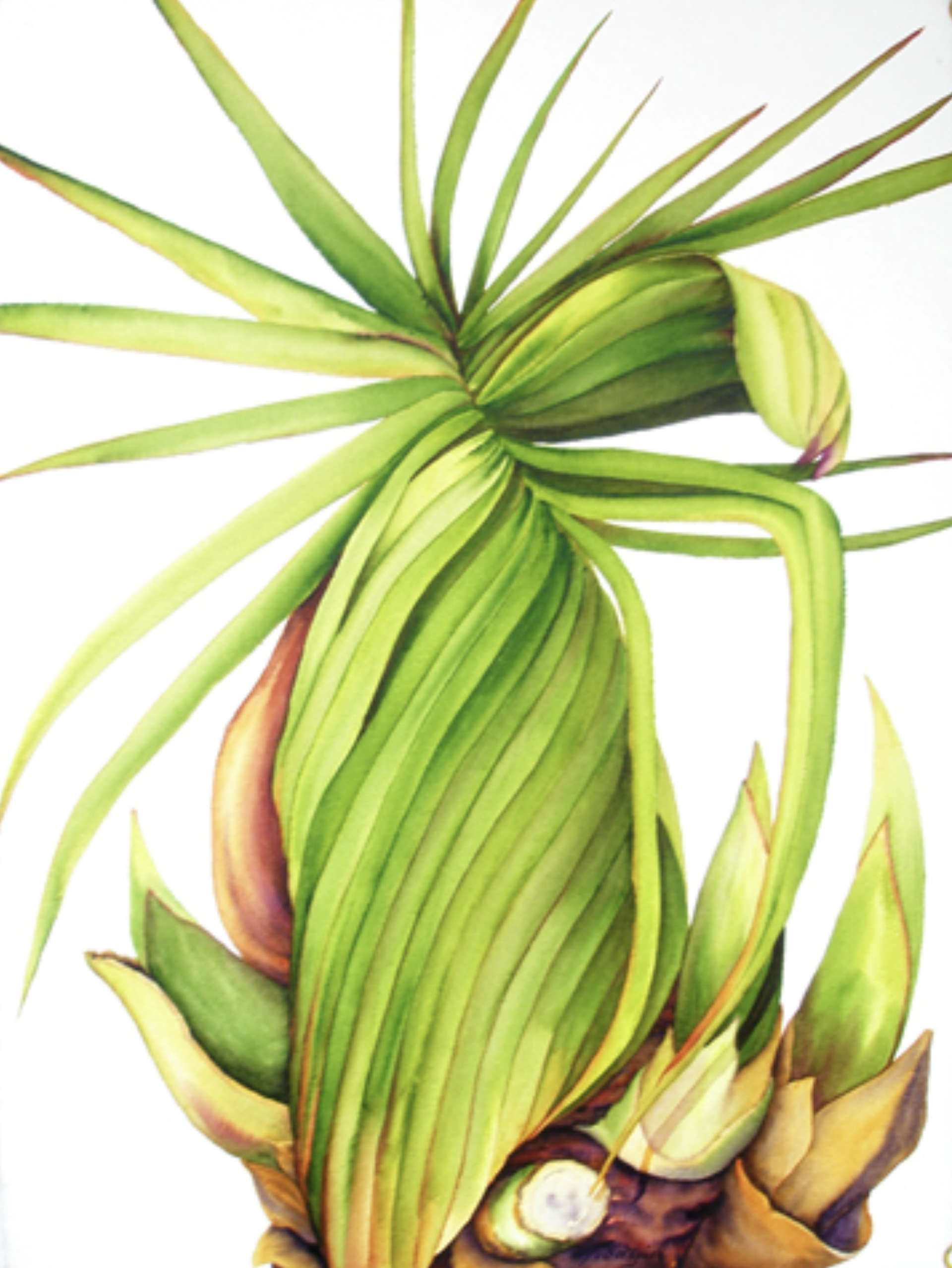 Wind Blown by Patrice Ann Federspiel