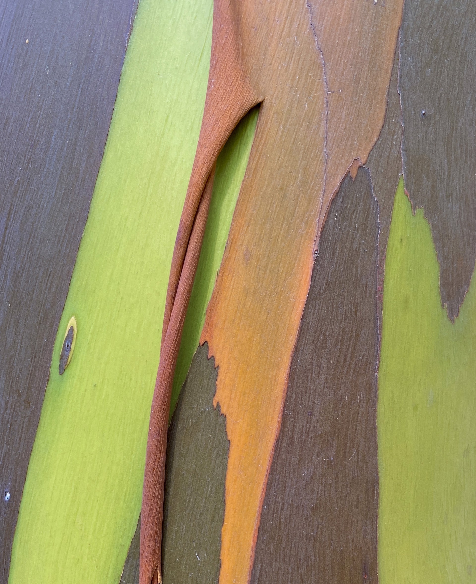 Rainbow Eucalyptus, Florida 10 by Amy Kaslow