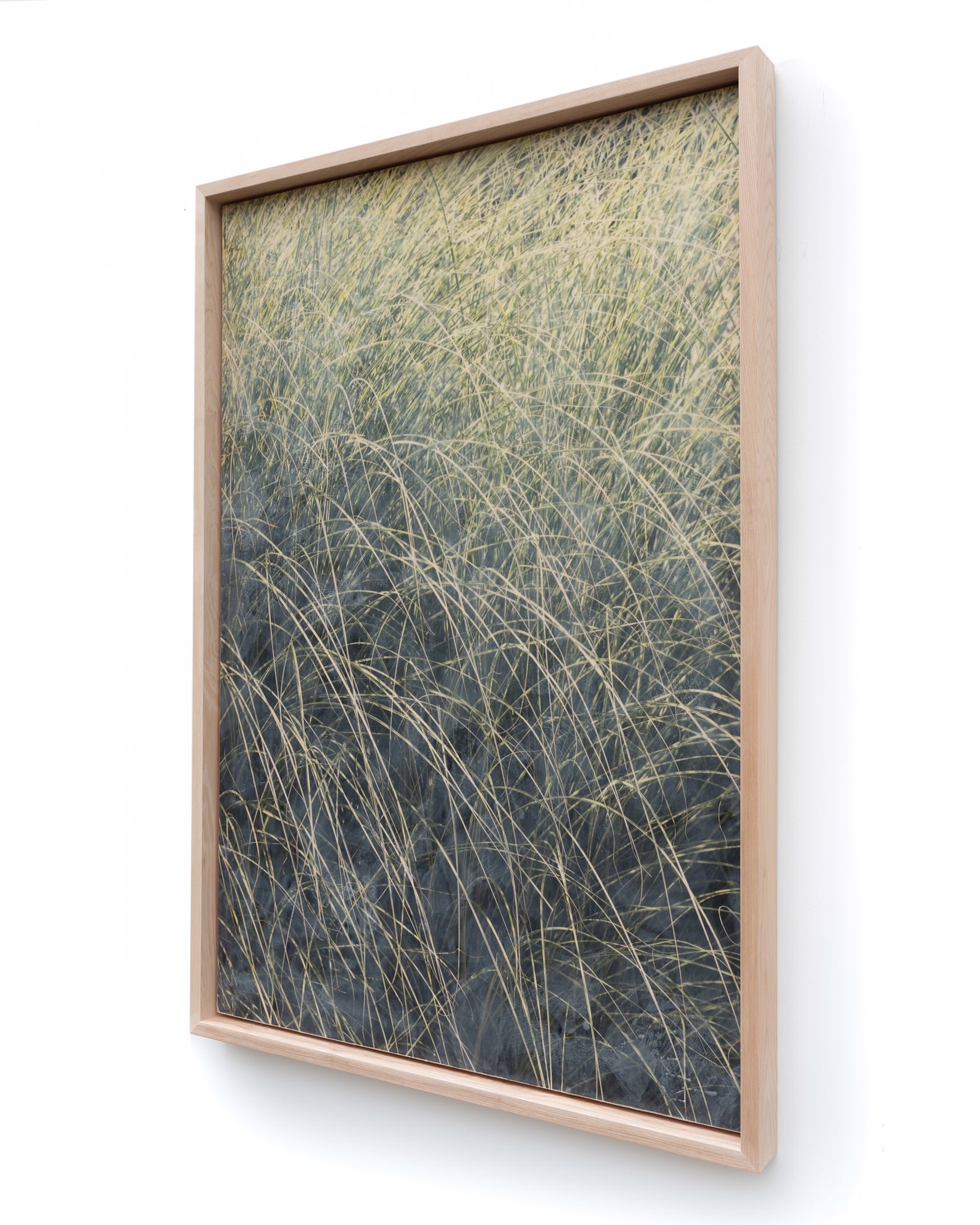 Grasses by Patrick Lajoie