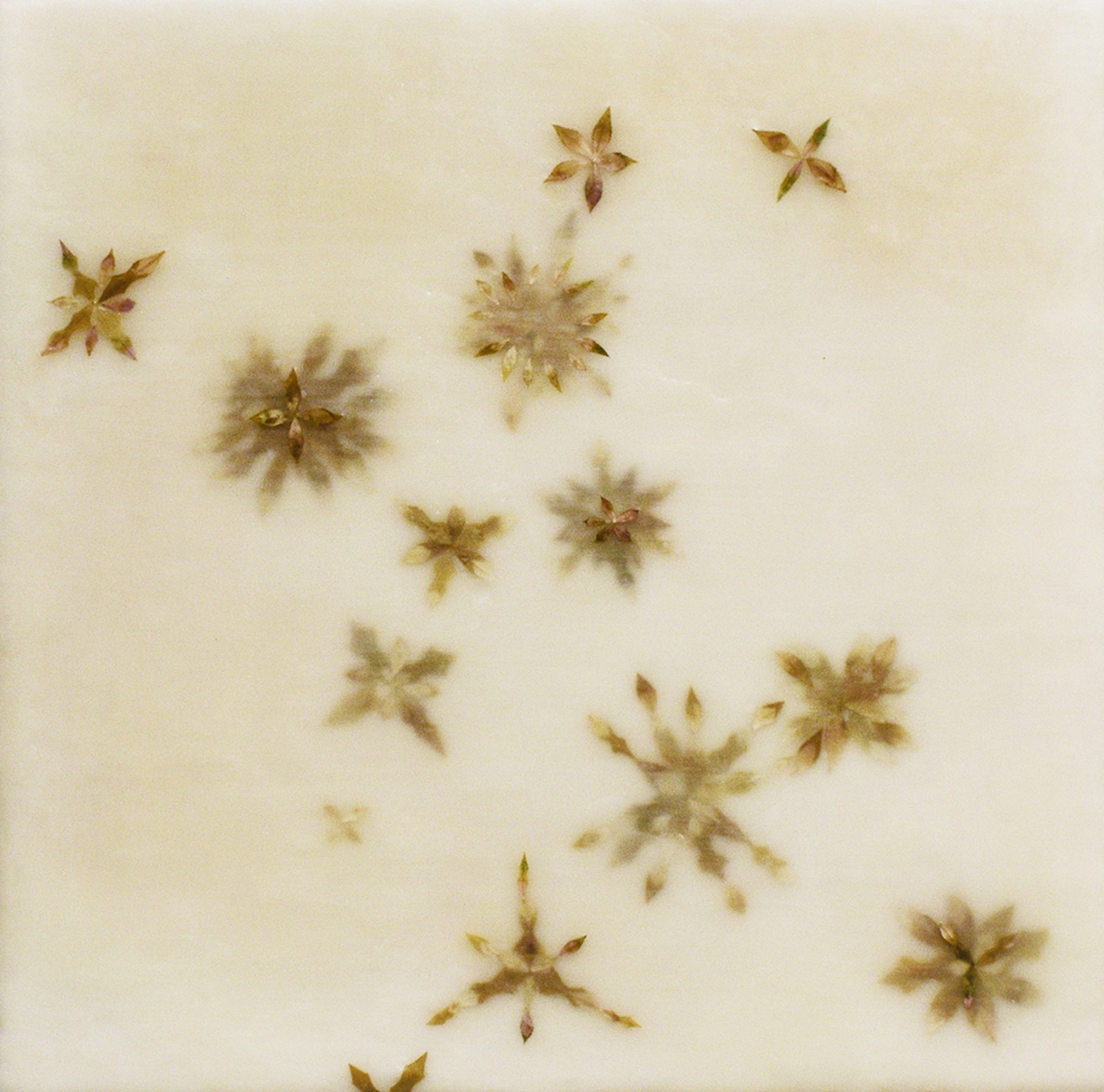 Snowflowers 8 by Allyson Levy