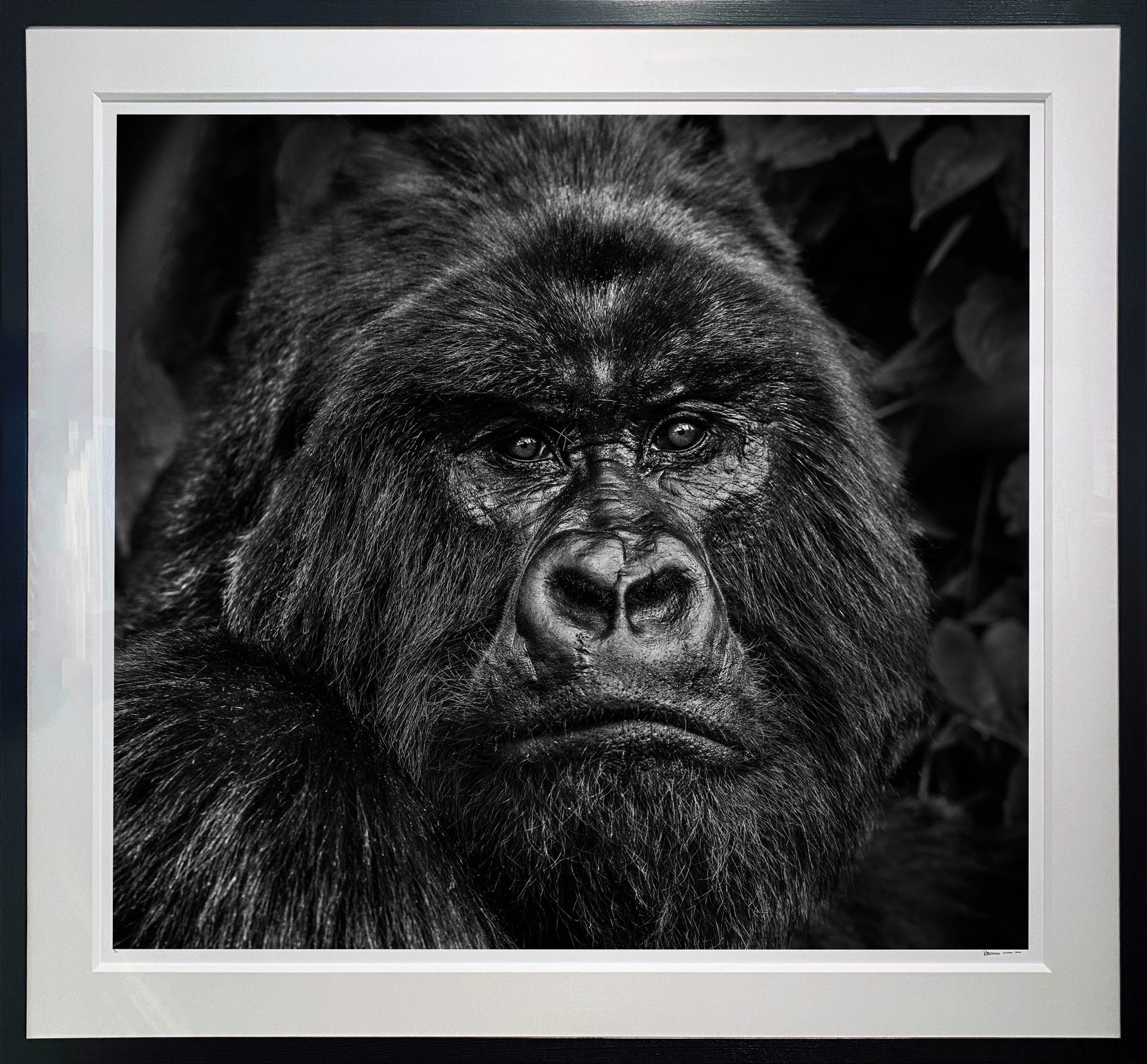 Kong by David Yarrow